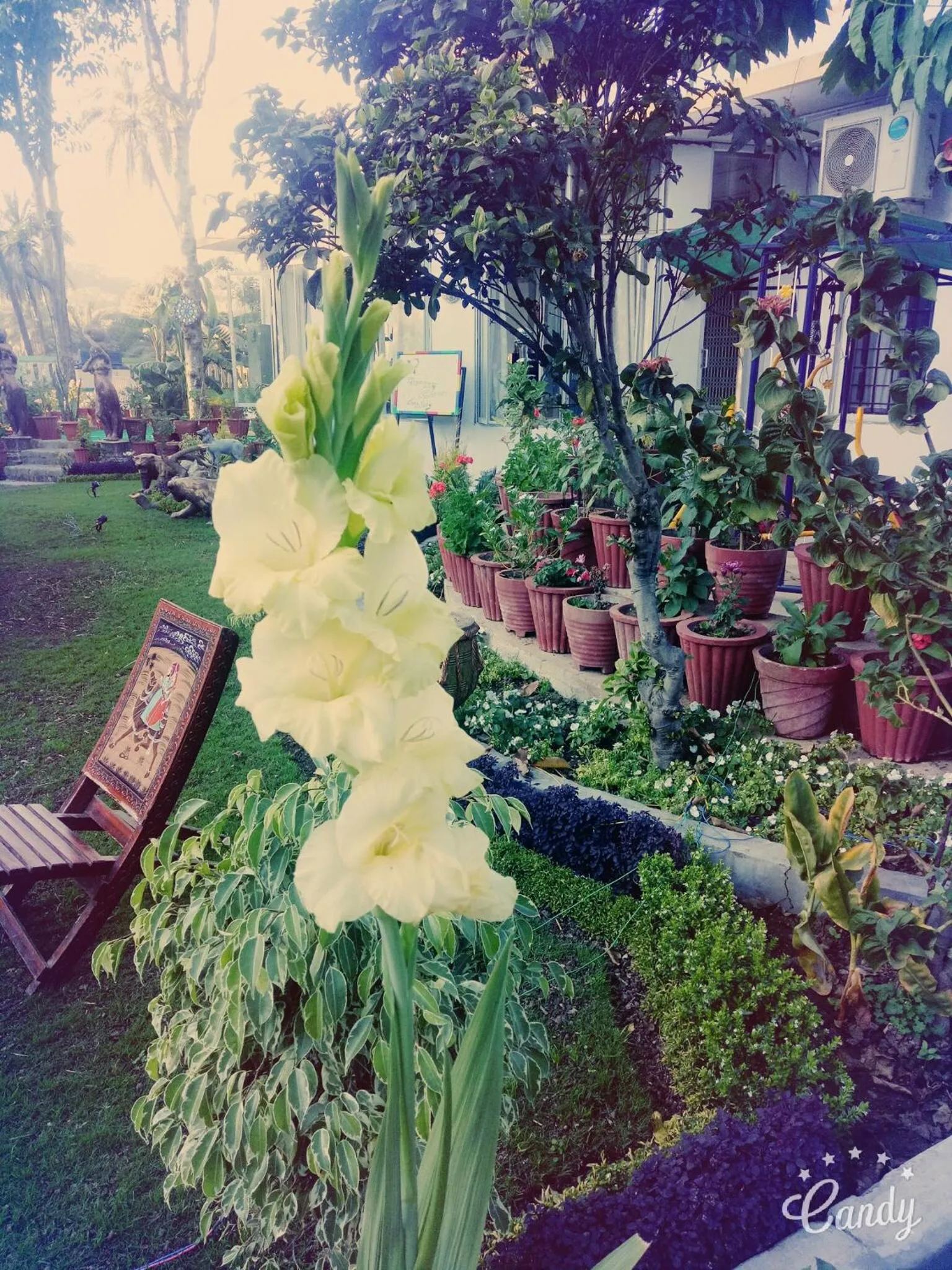 Garden in Hotel Toppers Corner
