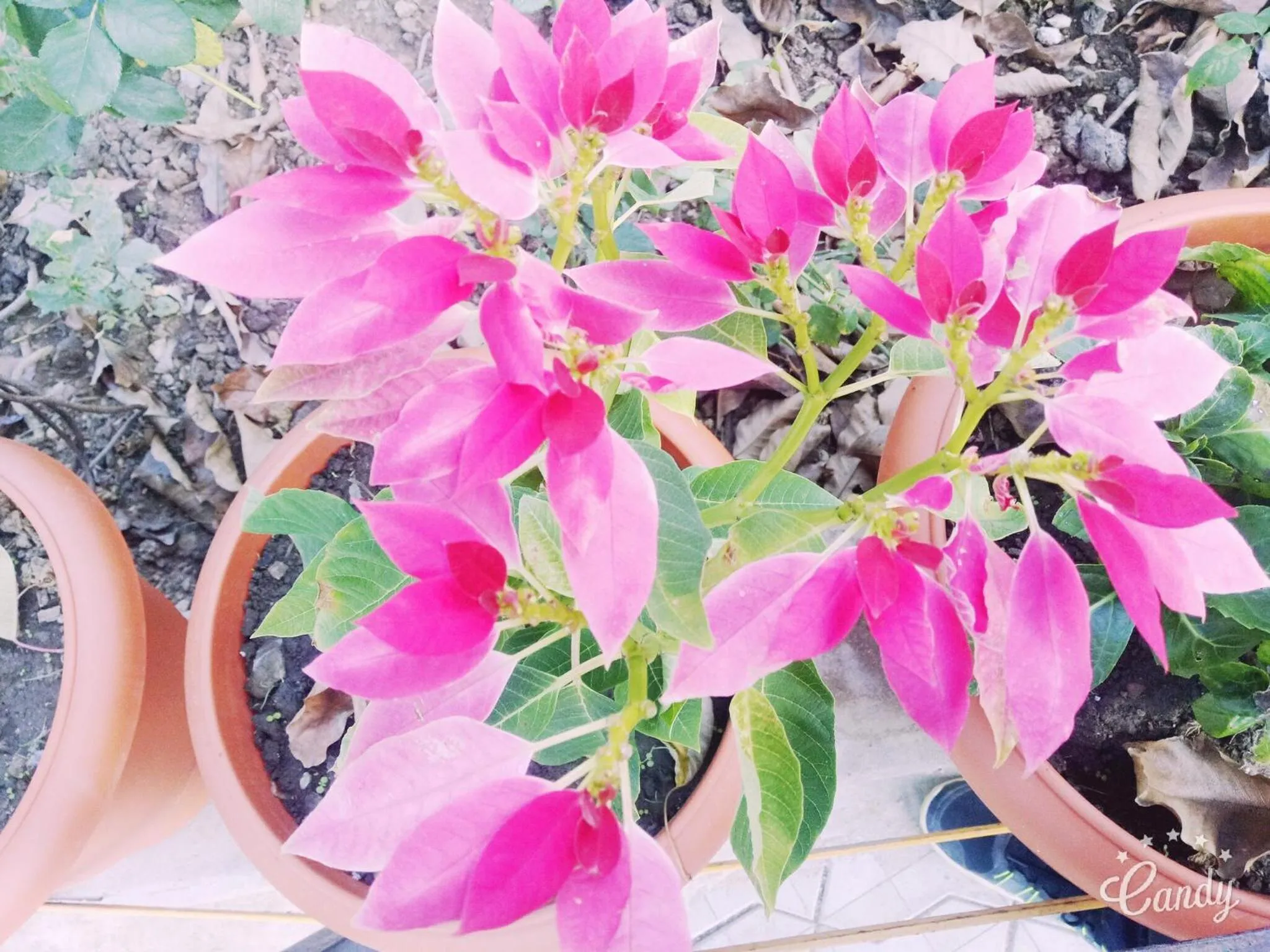 Garden in Hotel Toppers Corner