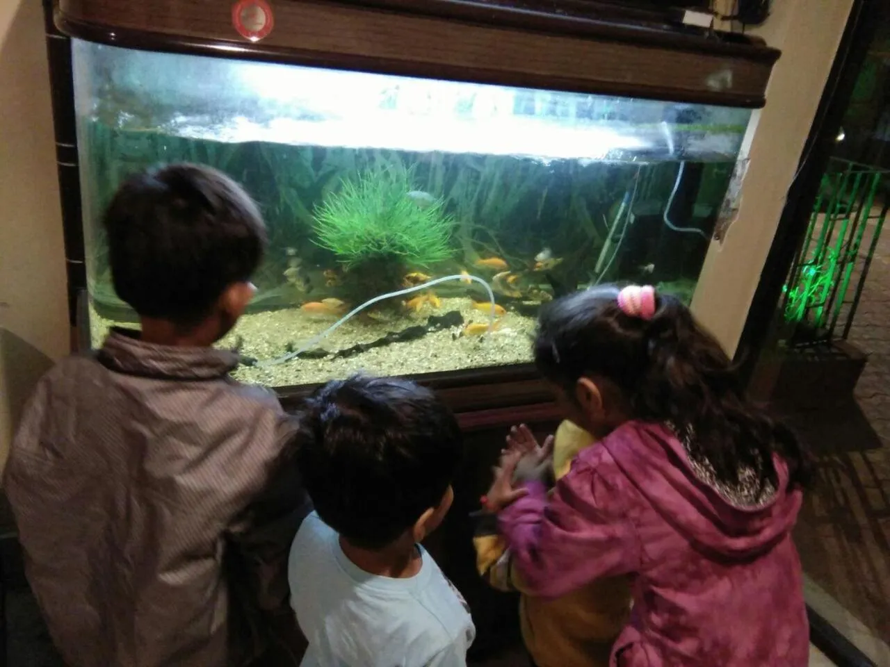 Animals in Hotel Toppers Corner