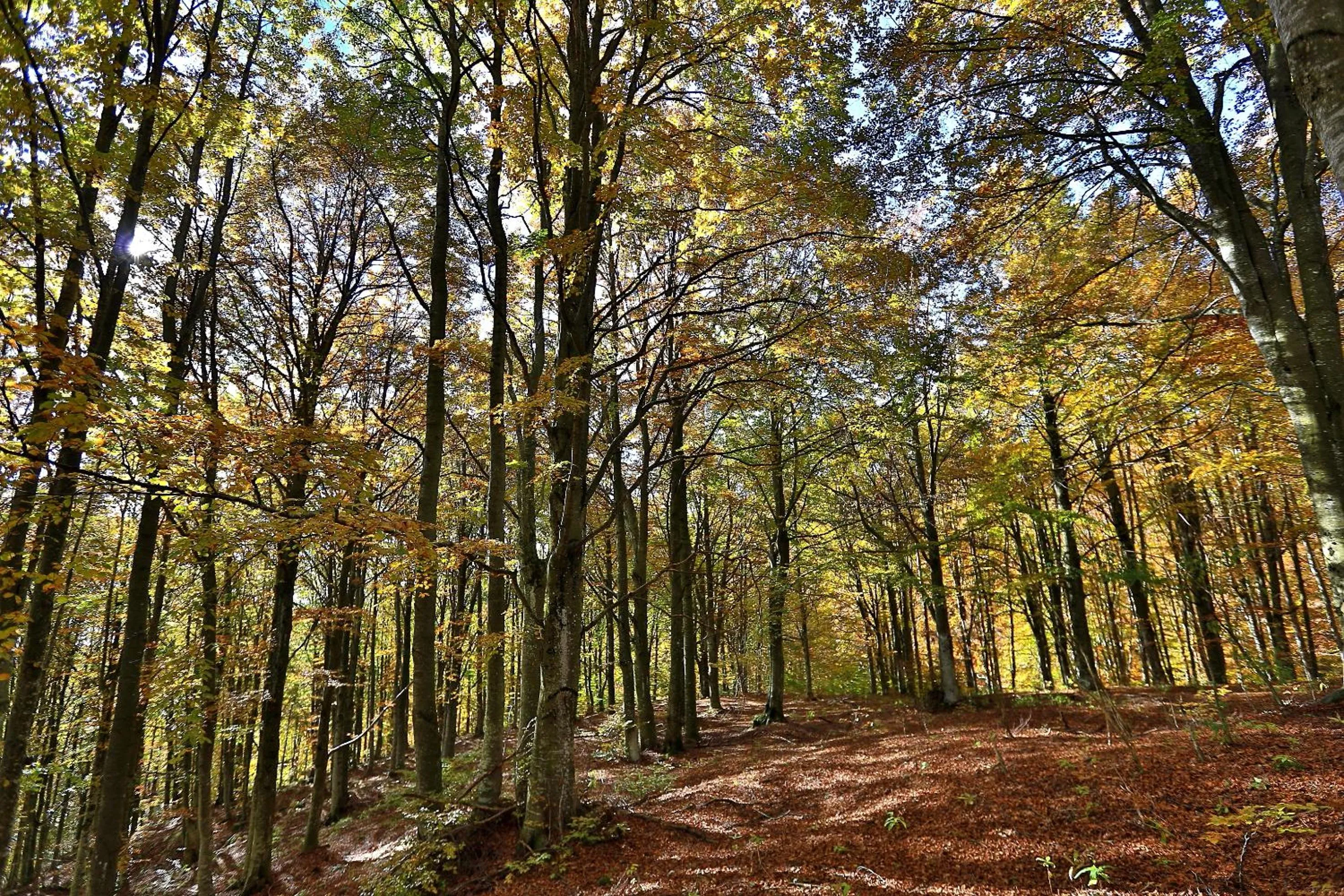 Natural landscape in Casa Leon d'Oro