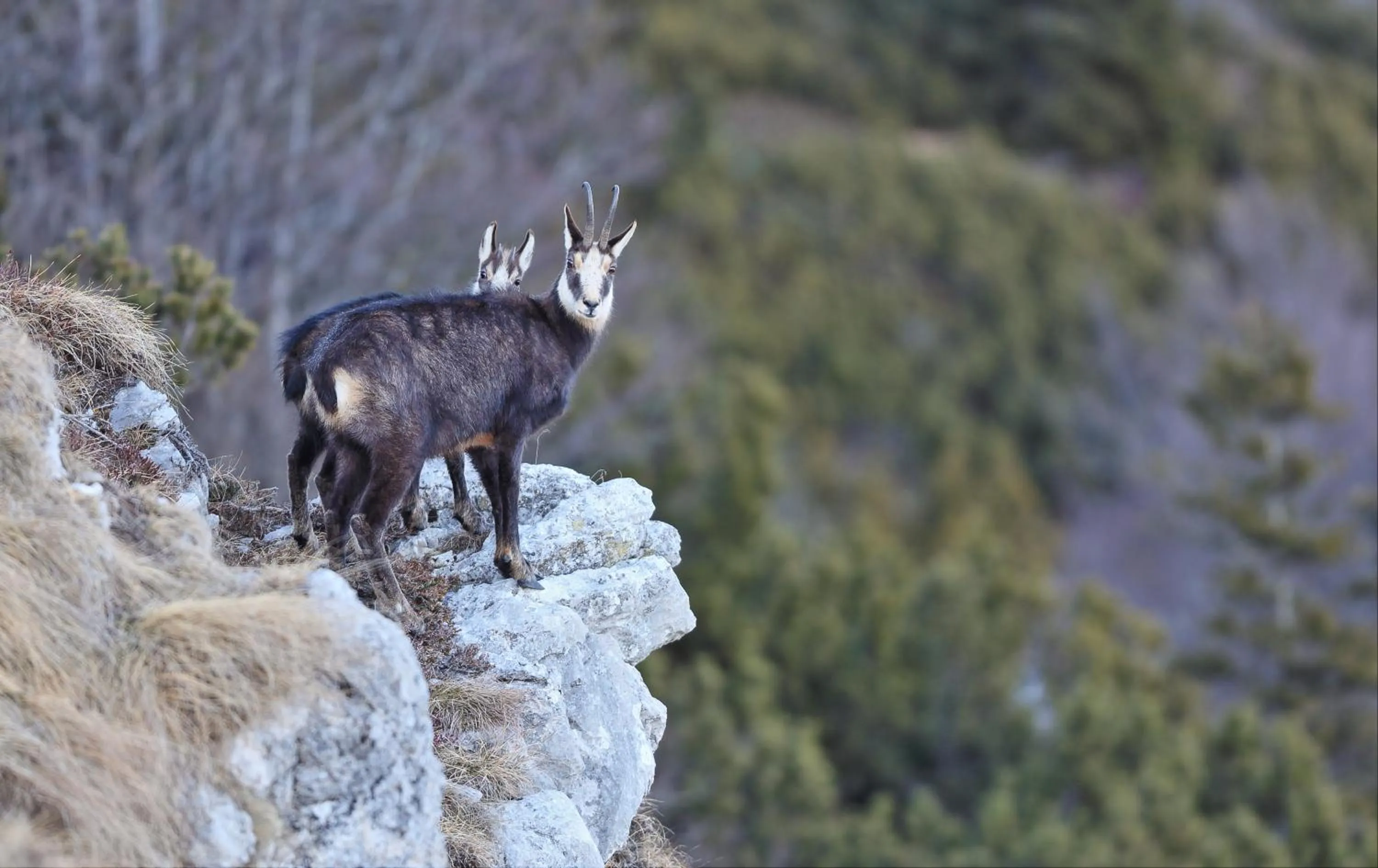 Natural landscape in Casa Leon d'Oro