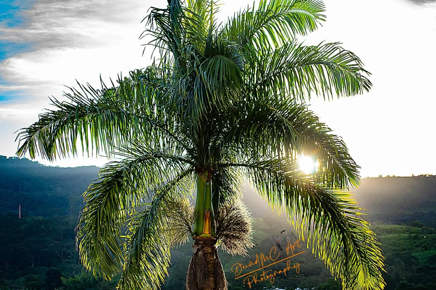 Natural landscape in Hotel Palmeras De Luz