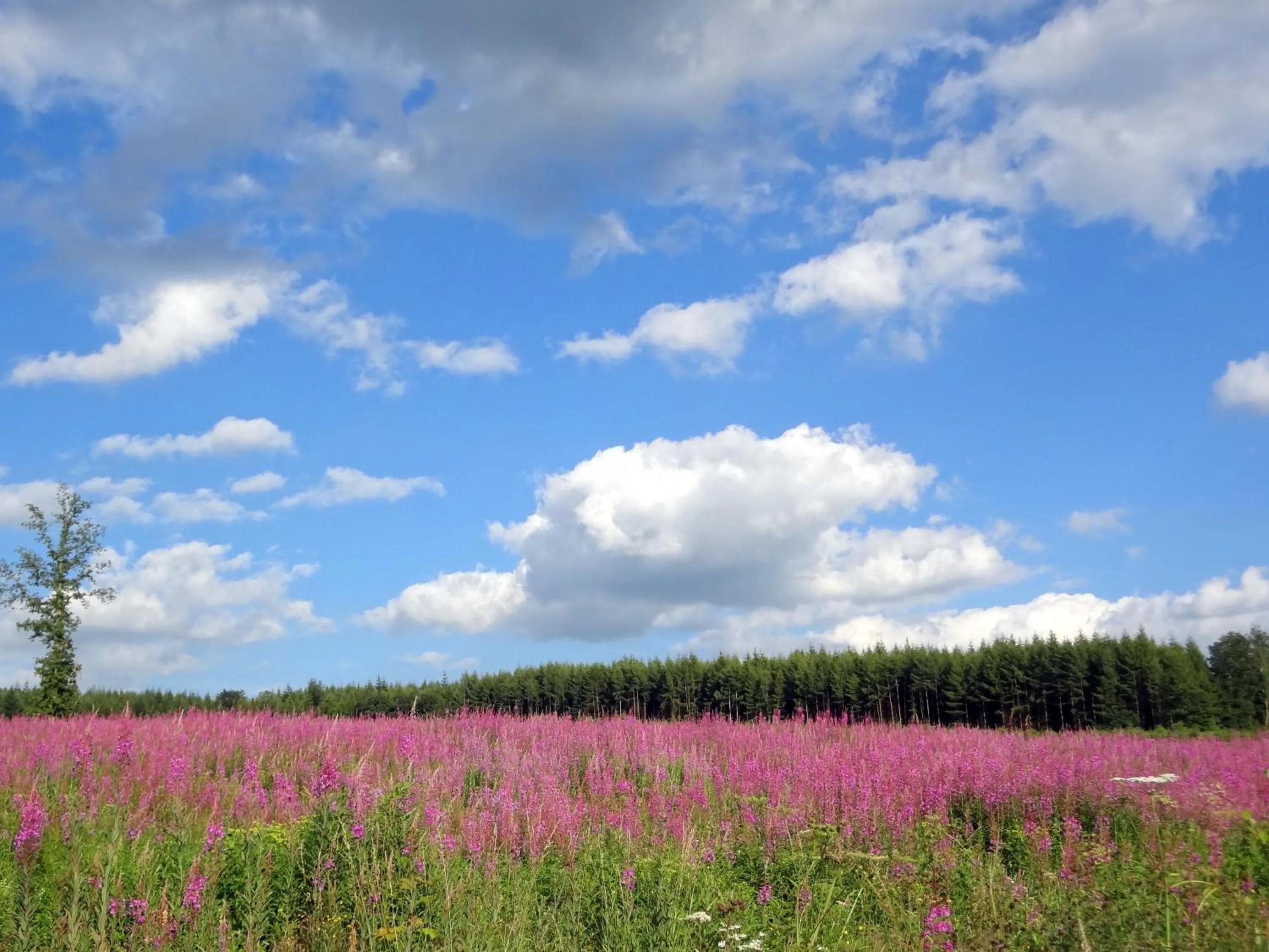 Spring in Hôtel L'Amandier
