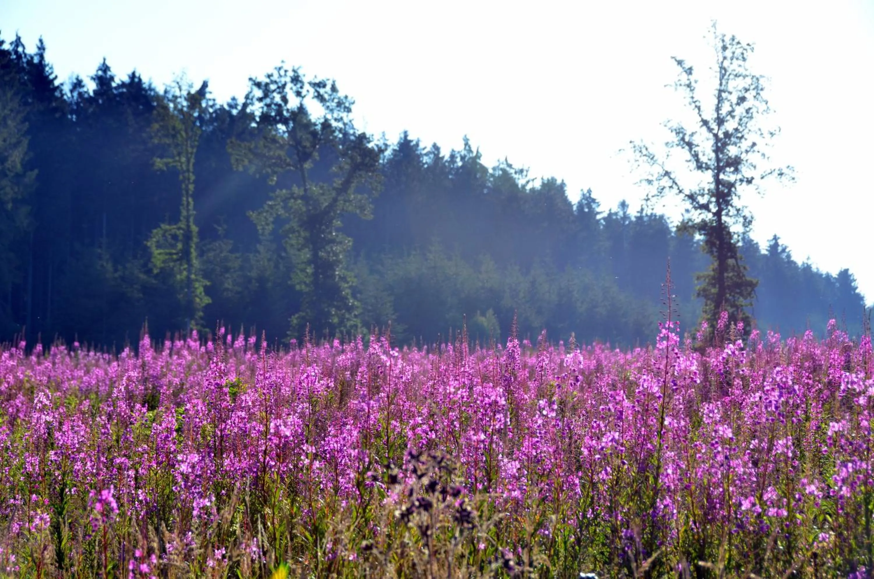 Spring in Hôtel L'Amandier