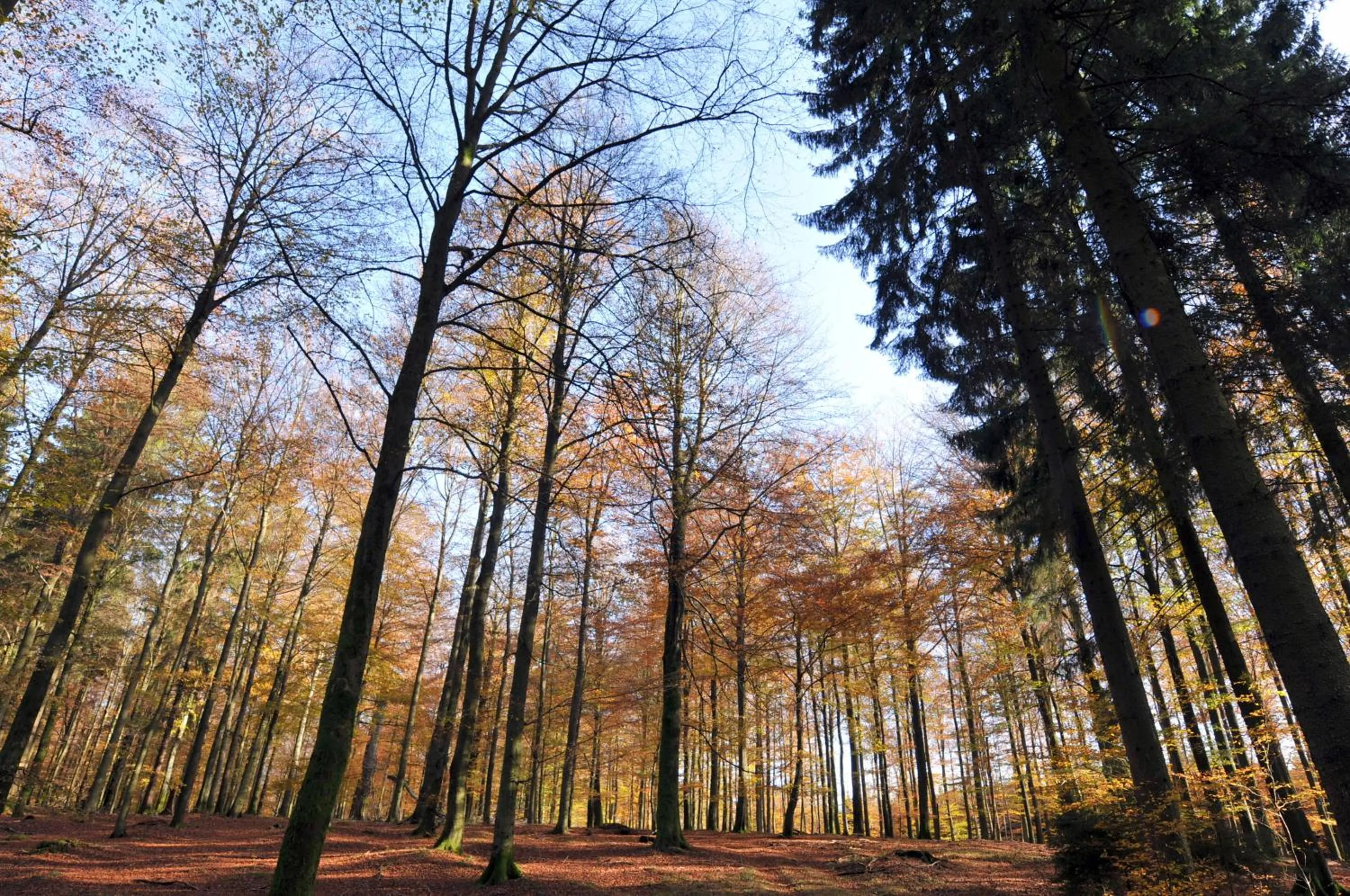 Autumn in Hôtel L'Amandier