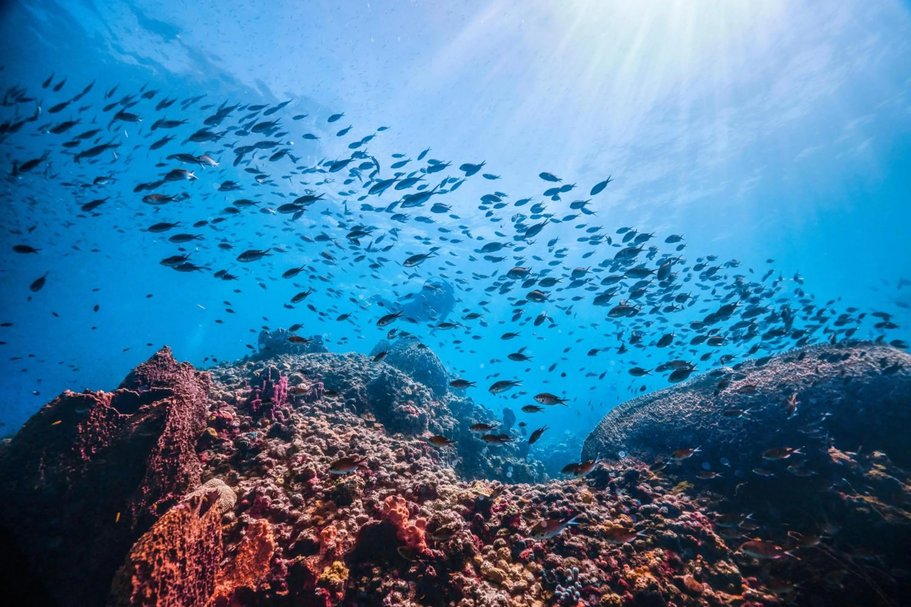 Activities in Sandals Regency La Toc All Inclusive Resort and Spa - Couples Only