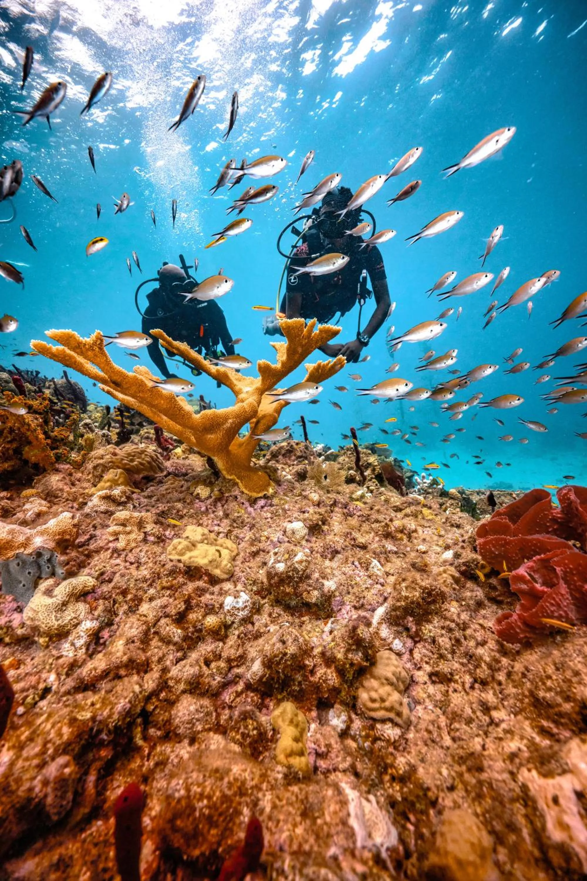 Activities in Sandals Regency La Toc All Inclusive Resort and Spa - Couples Only