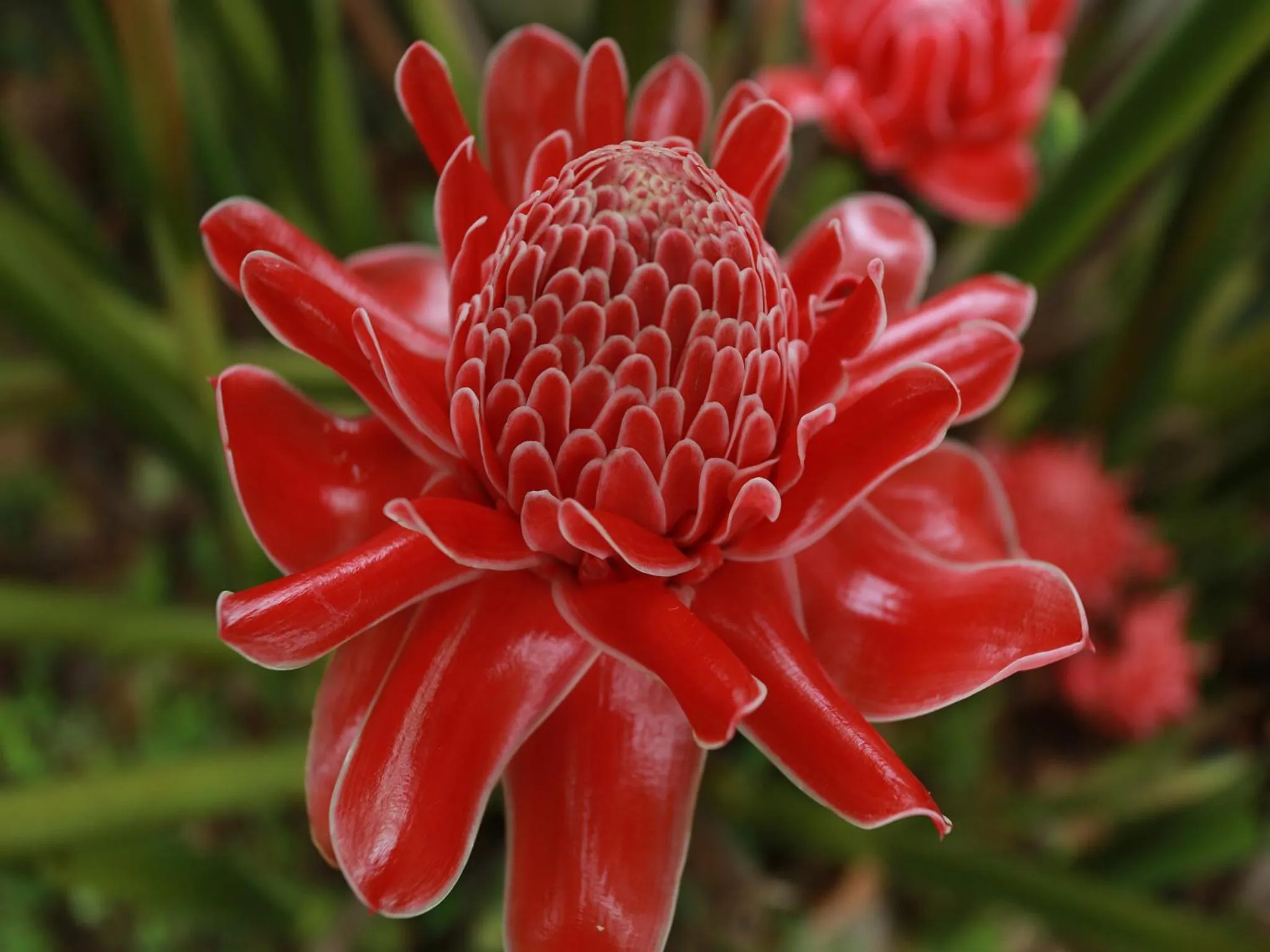 Garden view in Ging View Villa