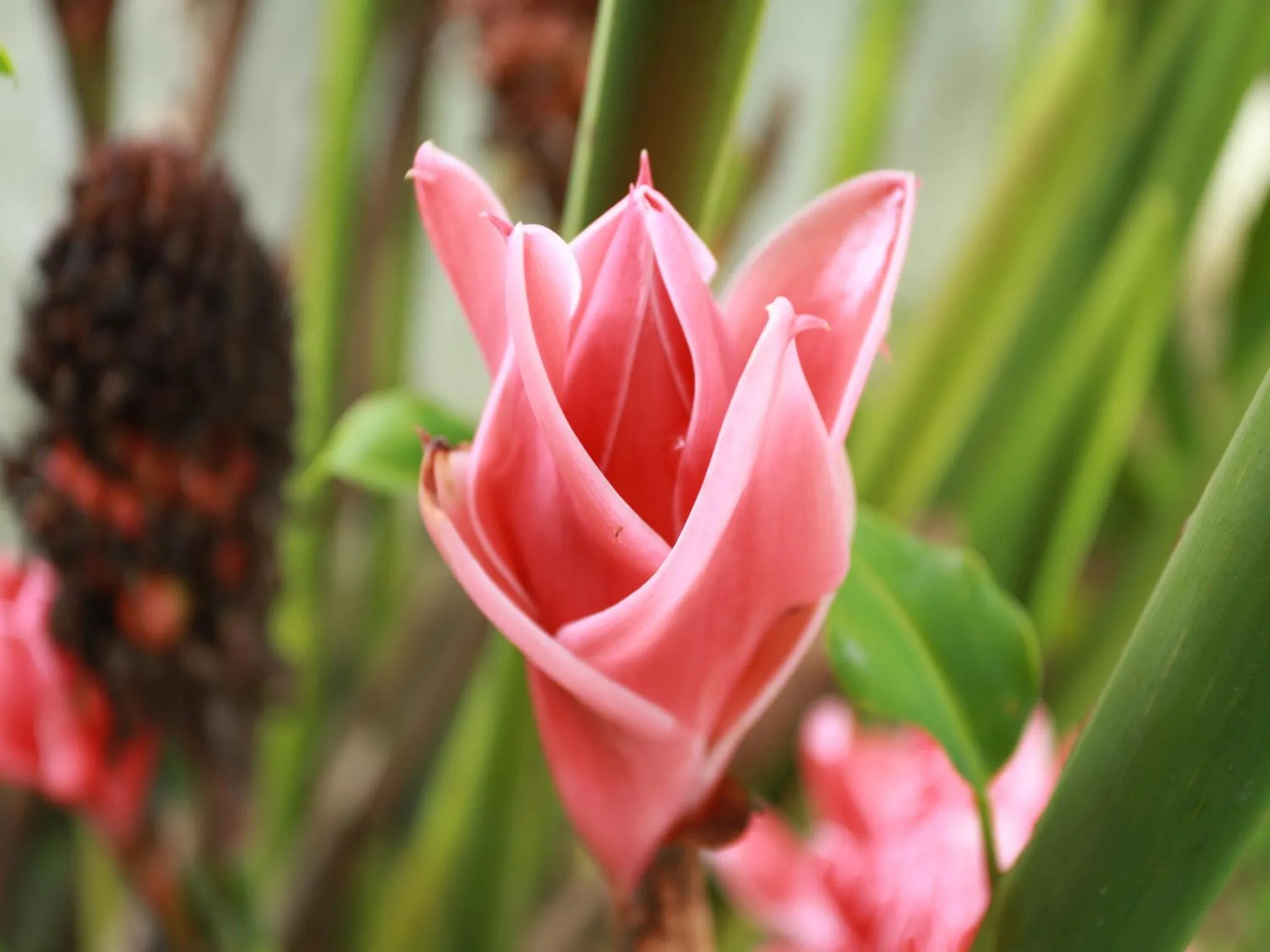Garden view in Ging View Villa