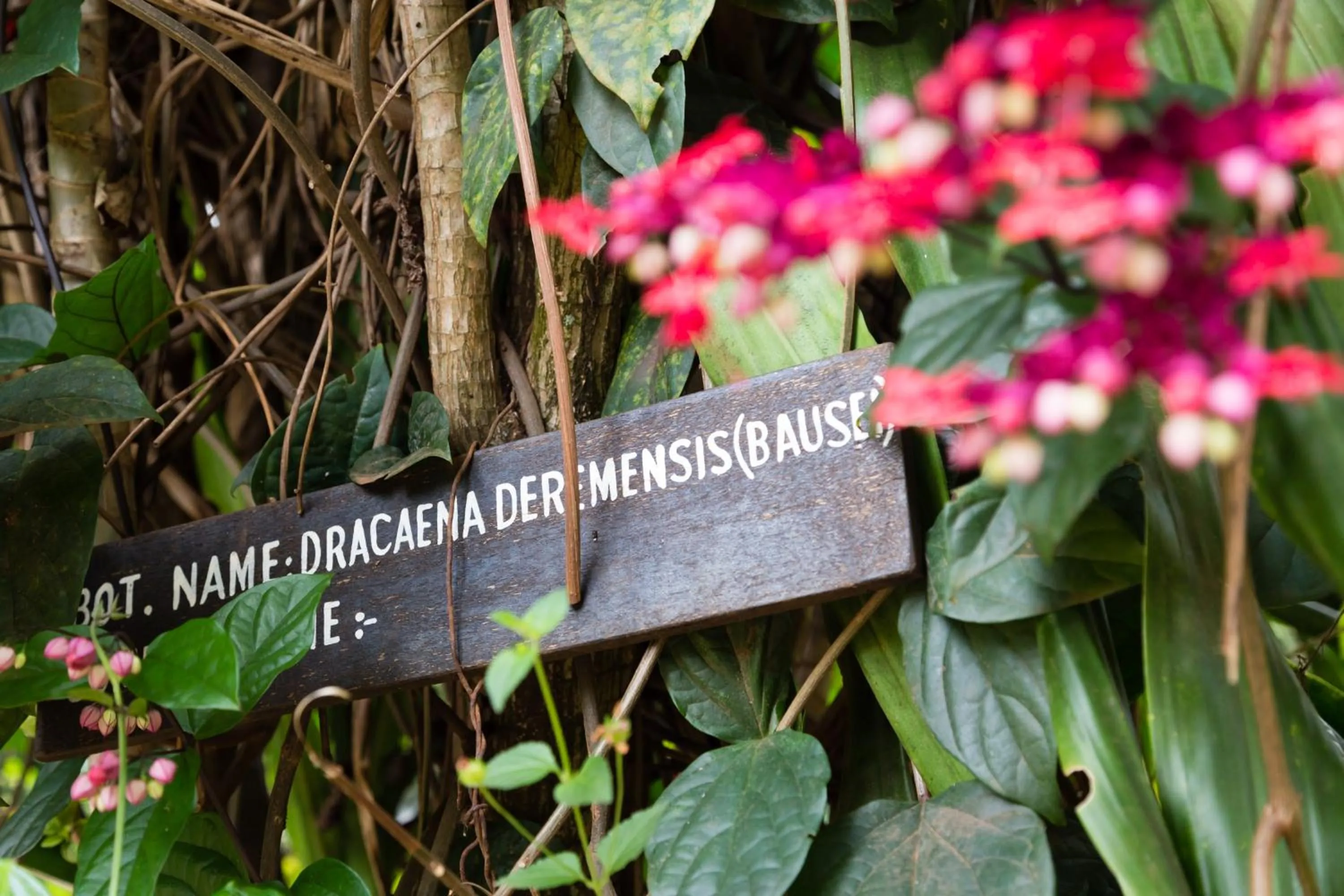 Garden in Aishi Machame
