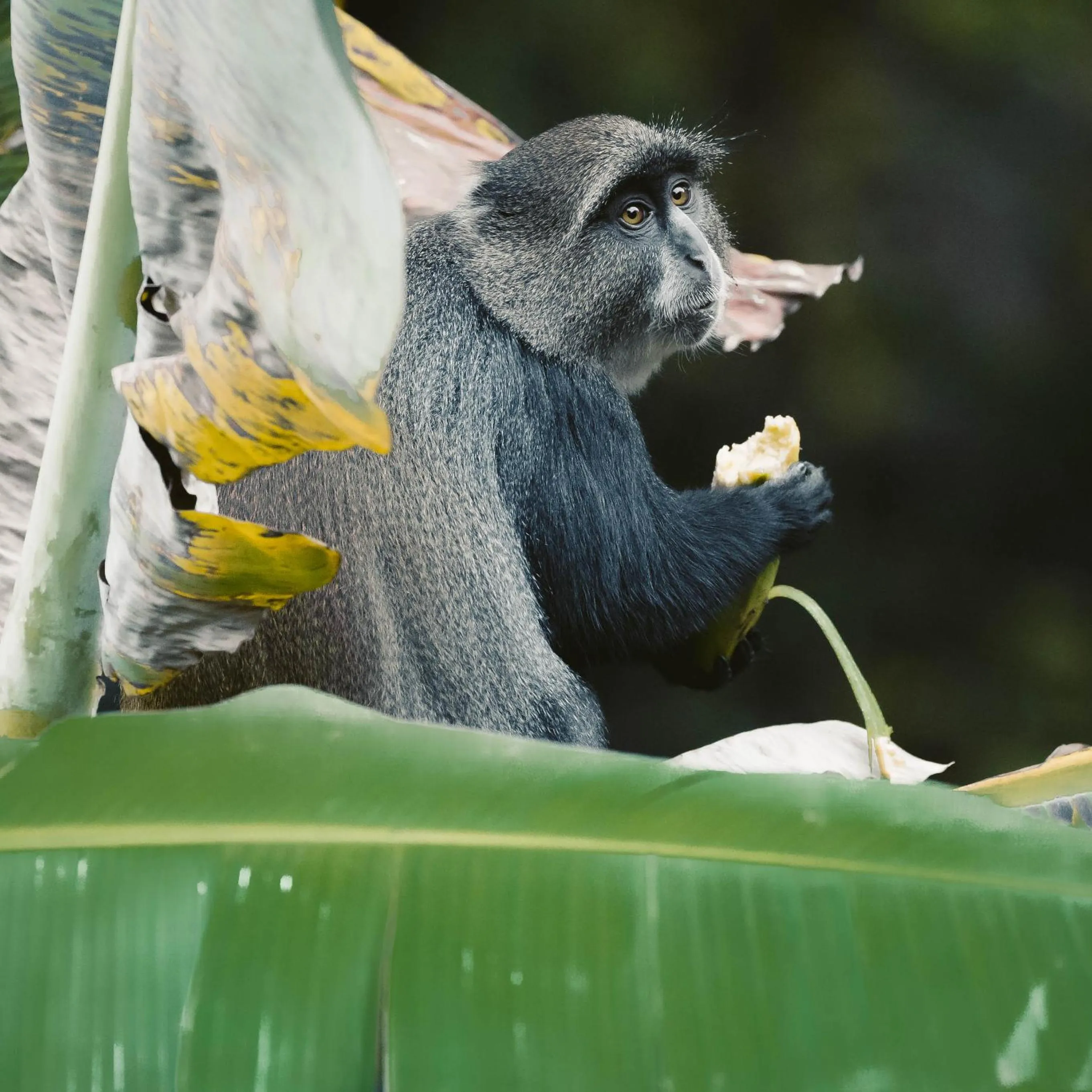 Restaurant/places to eat in Aishi Machame