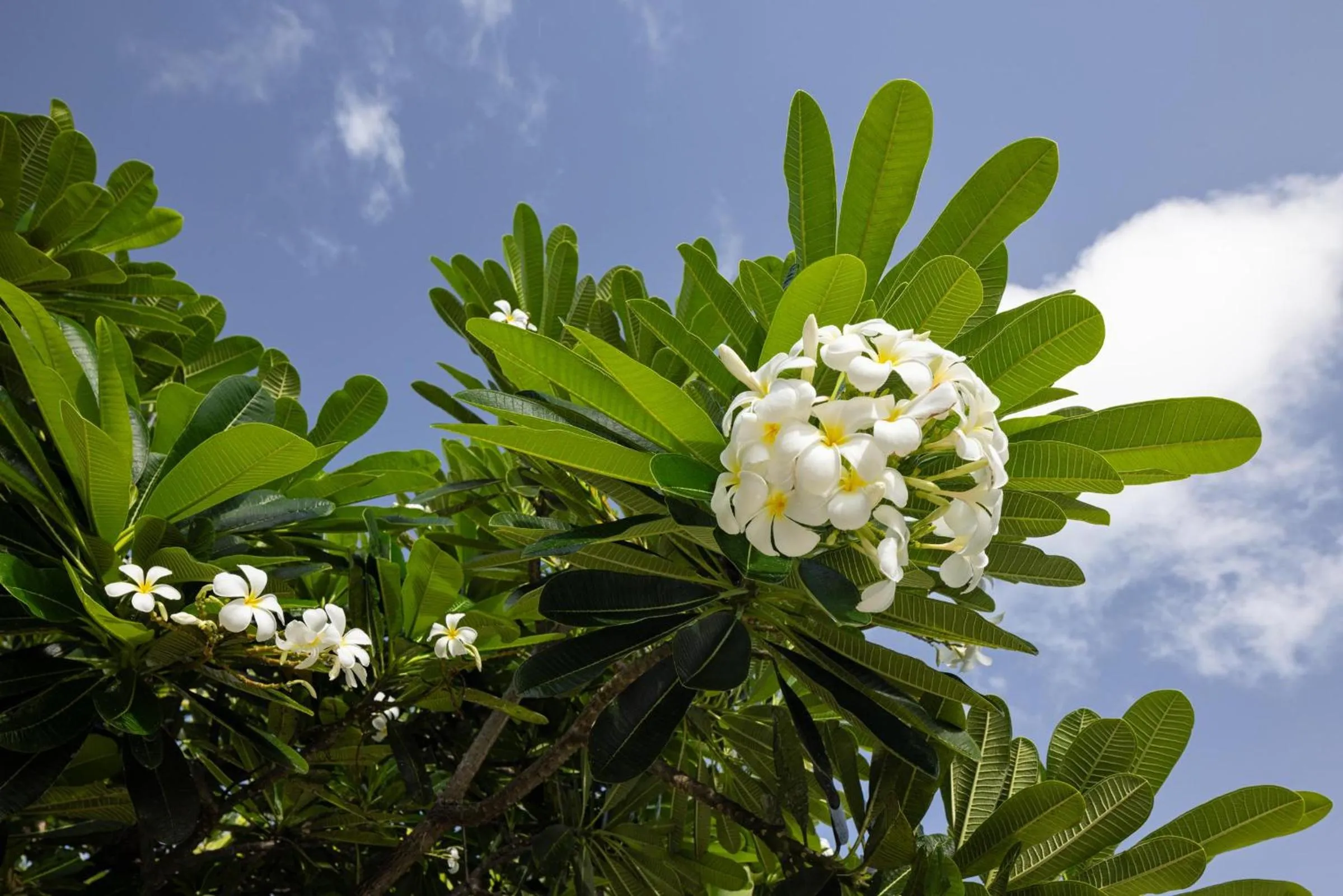 Photo of the whole room in Sandals Grenada All Inclusive - Couples Only