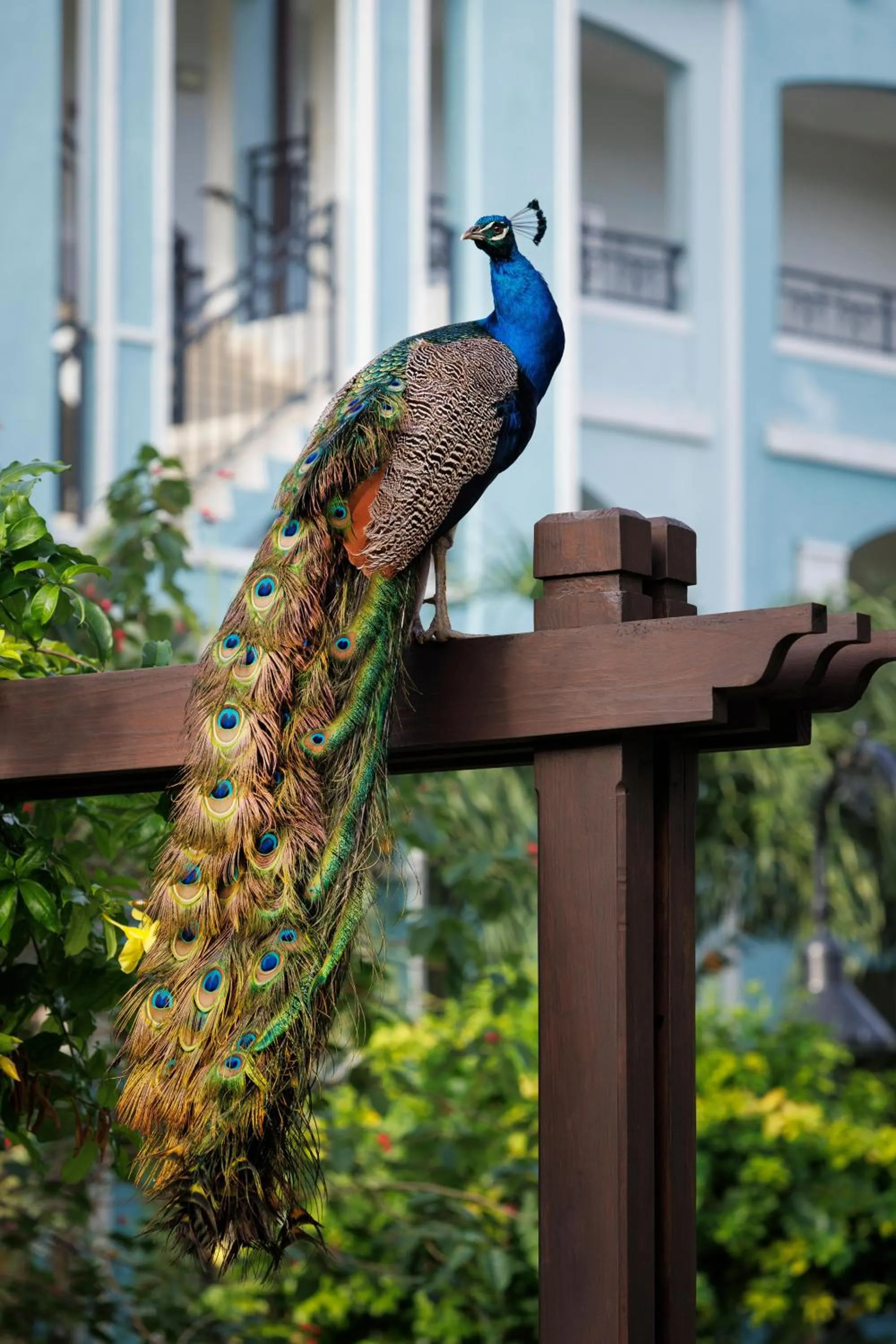 Property building in Sandals South Coast All Inclusive - Couples Only