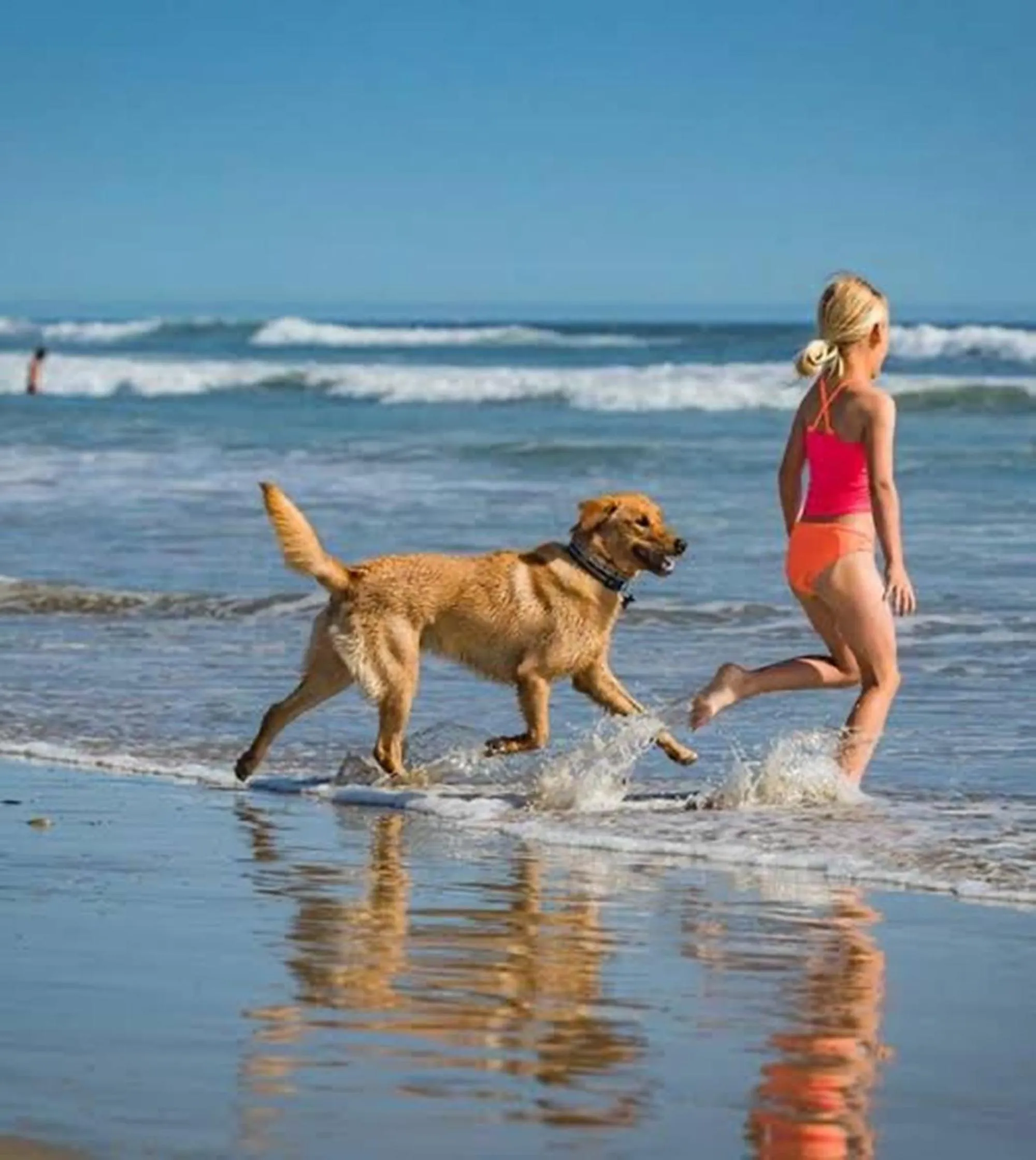 Animals in Pelican's Nest Holiday Home St Lucia