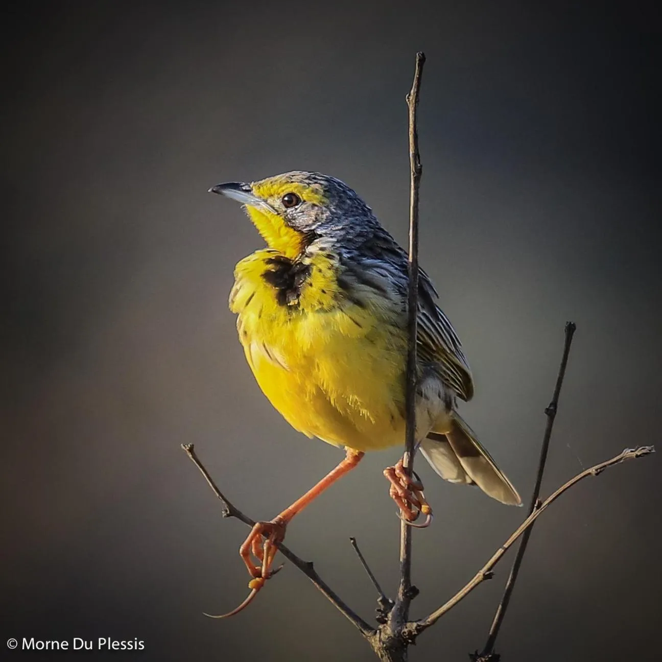 View (from property/room) in Pelican's Nest Holiday Home St Lucia