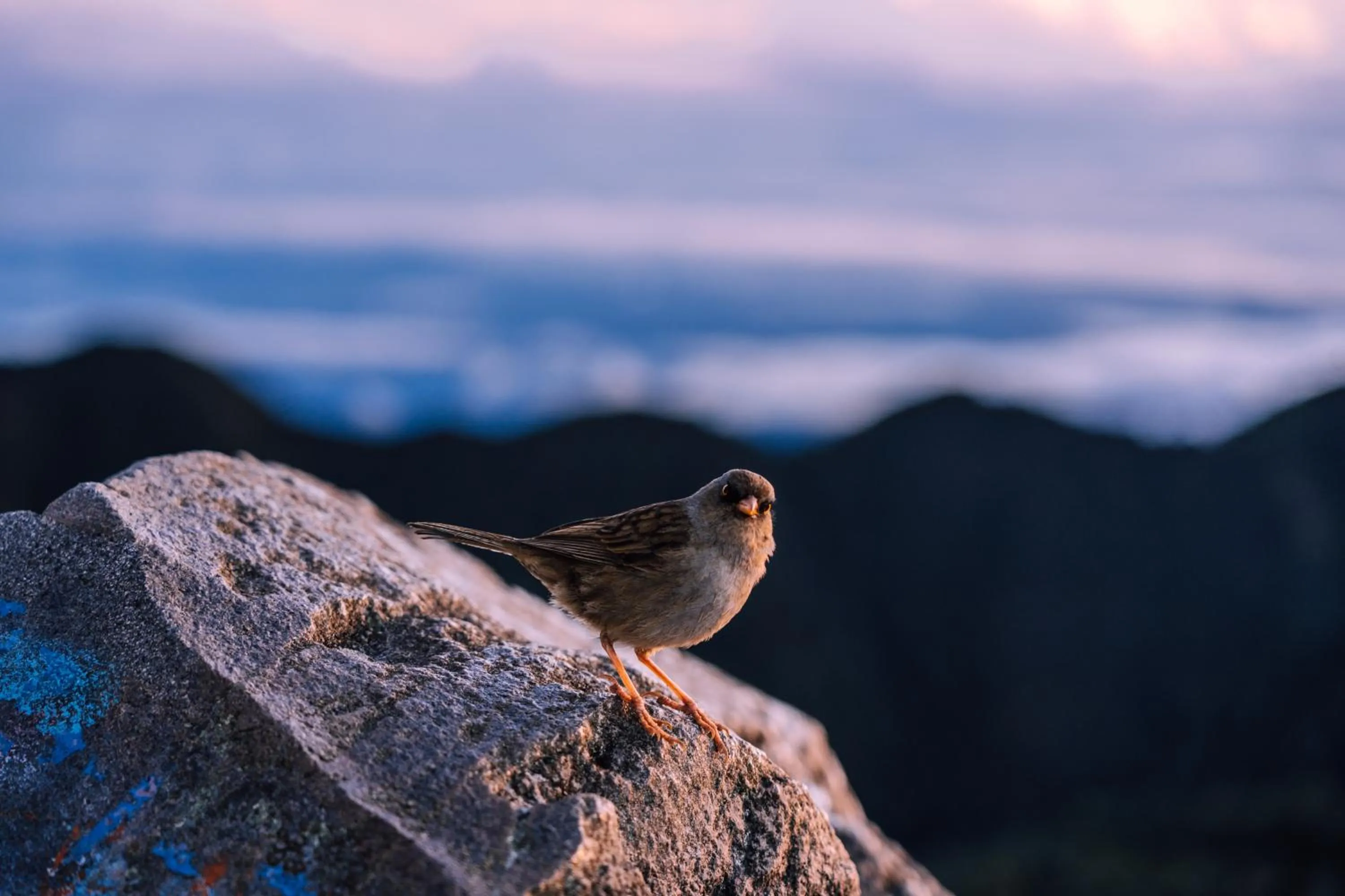 Off site in Bambuda Castle