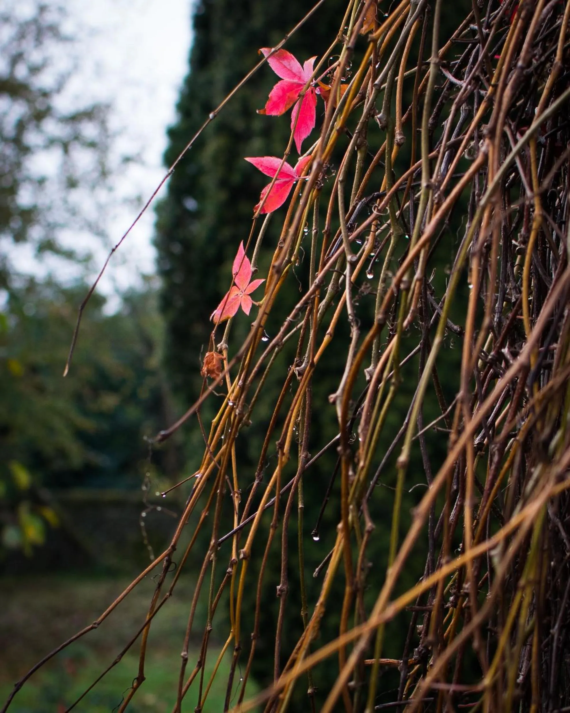 Autumn in Field End House Strawberry Lane Meysey Hampton