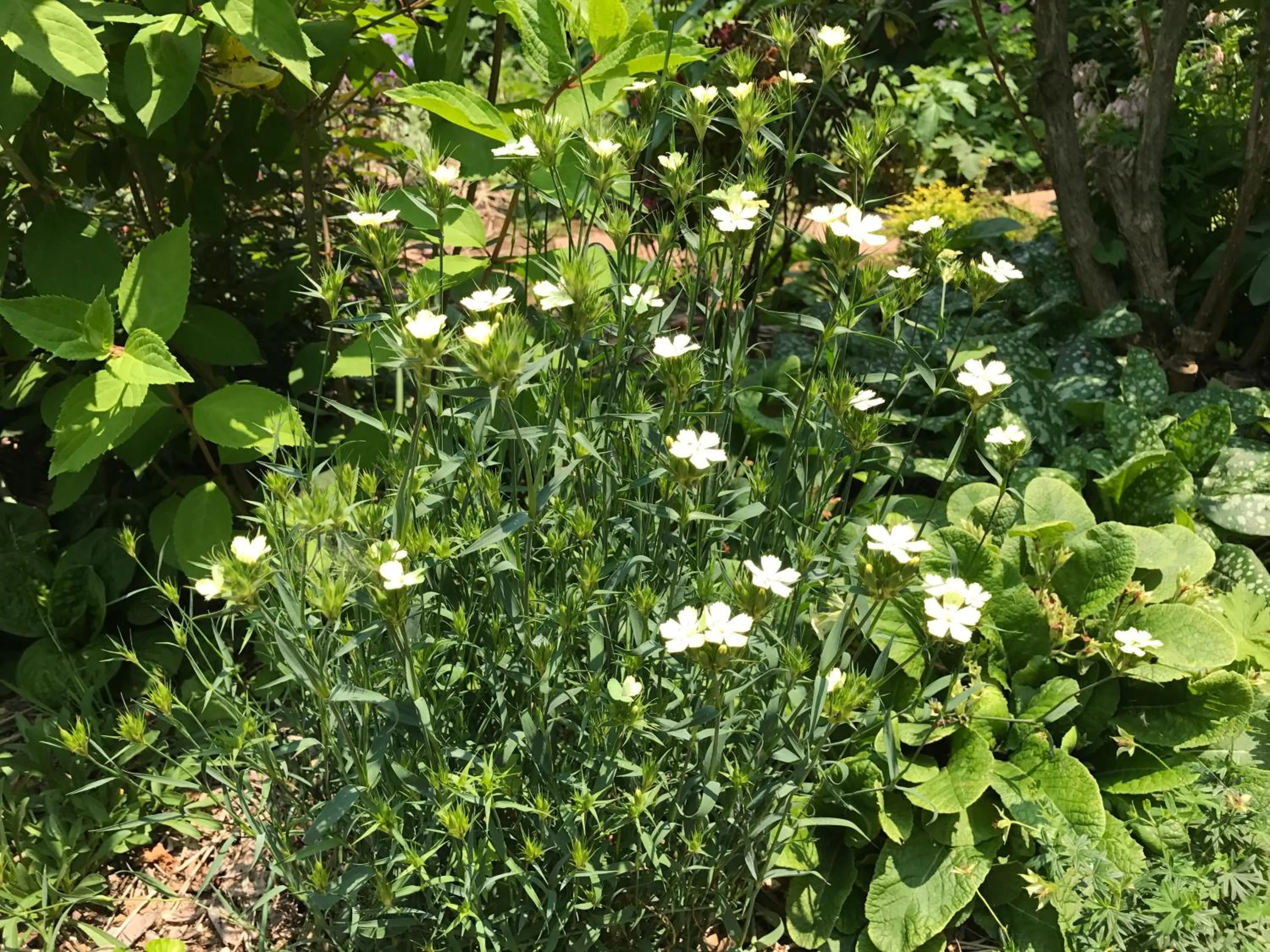 Garden in Pension Sanrinsha
