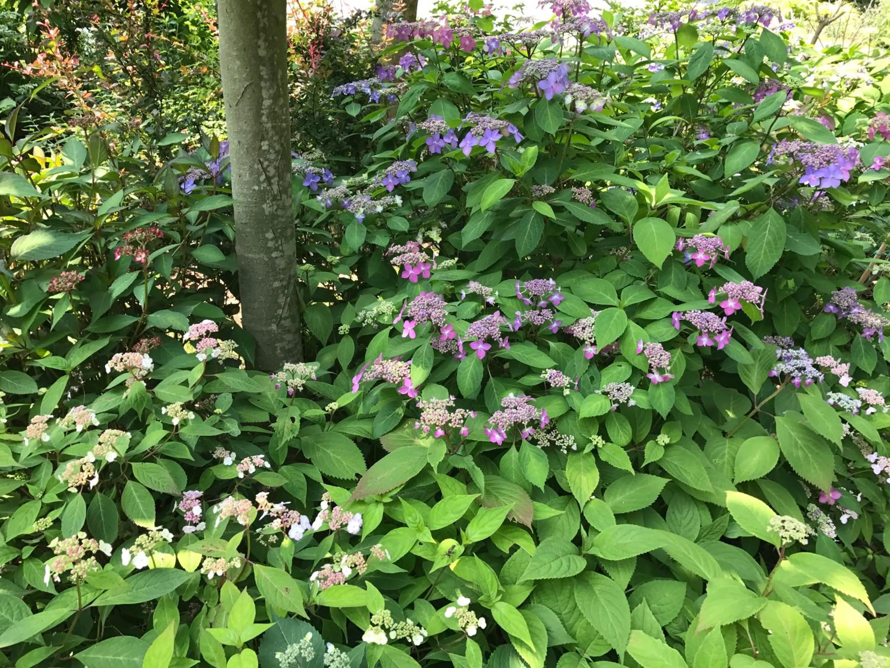 Garden in Pension Sanrinsha