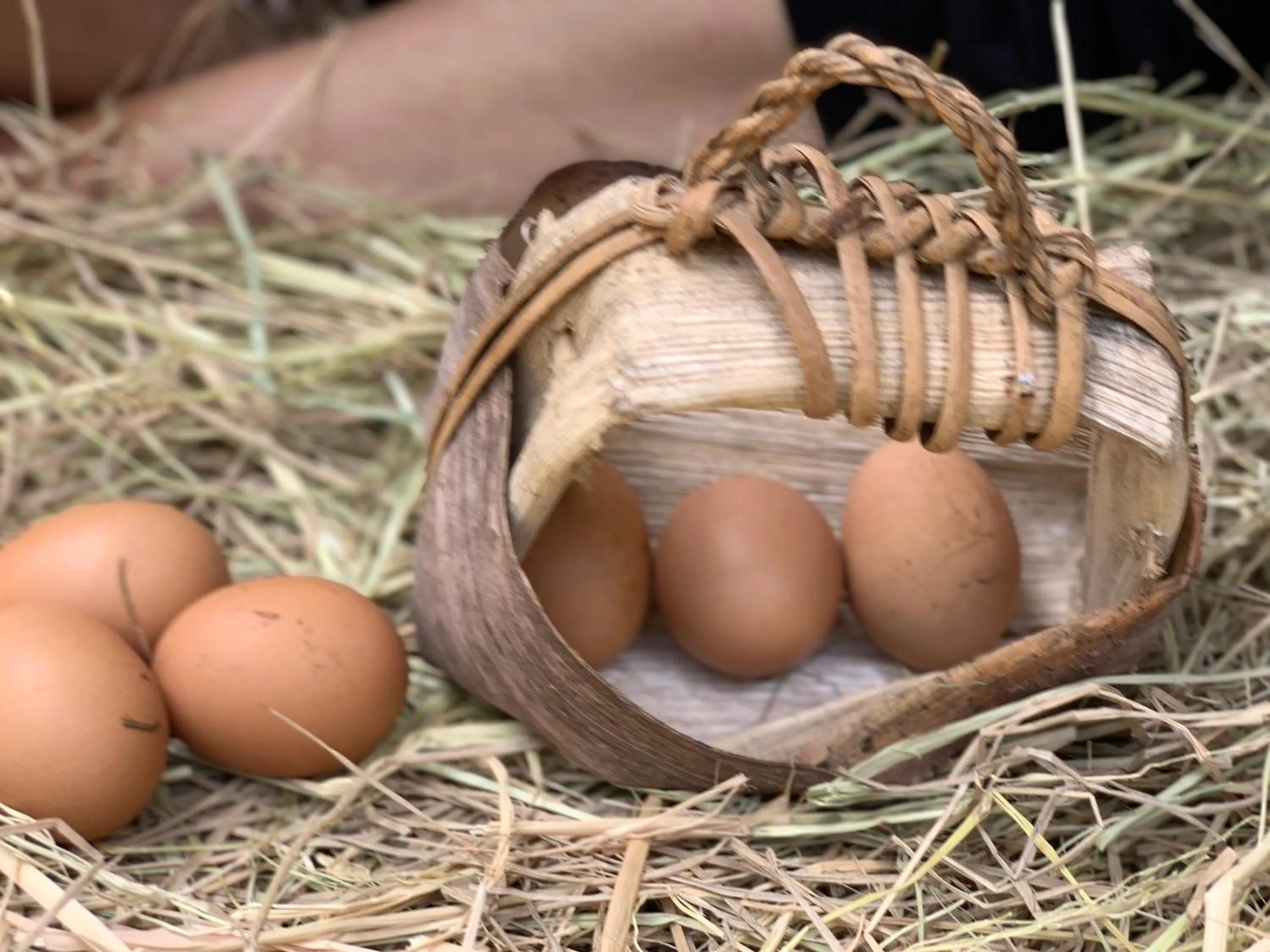 Animals in Koh Jum Ocean Beach Resort