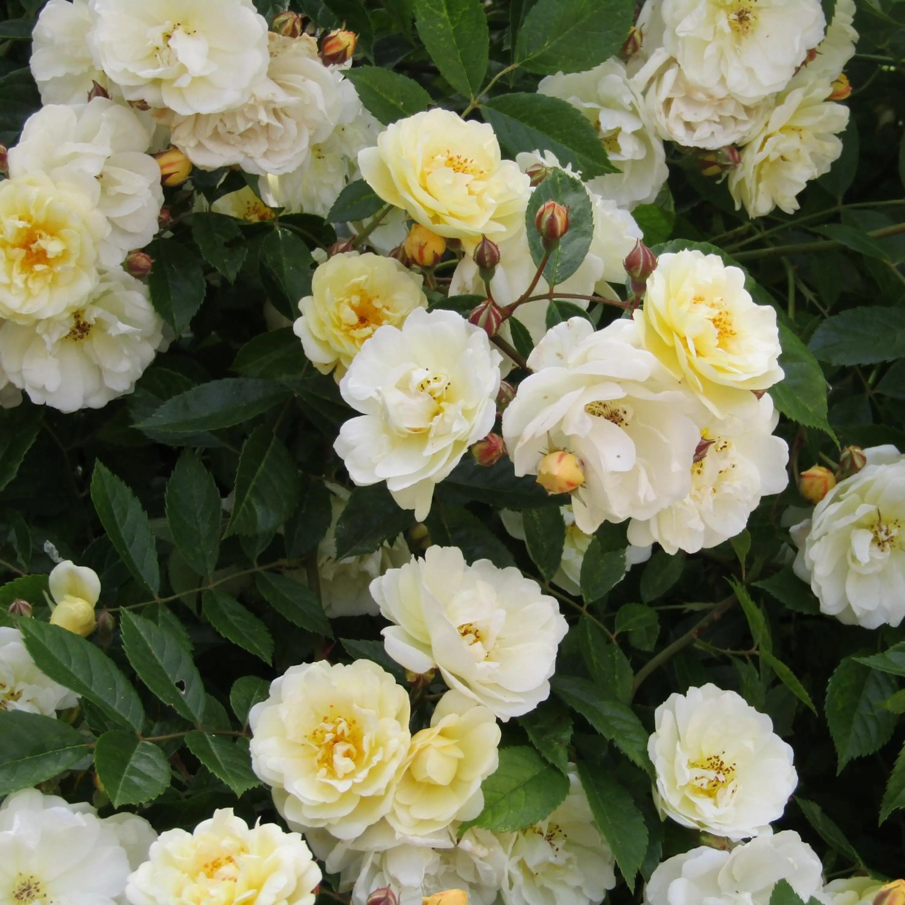 Garden in La Cantellerie