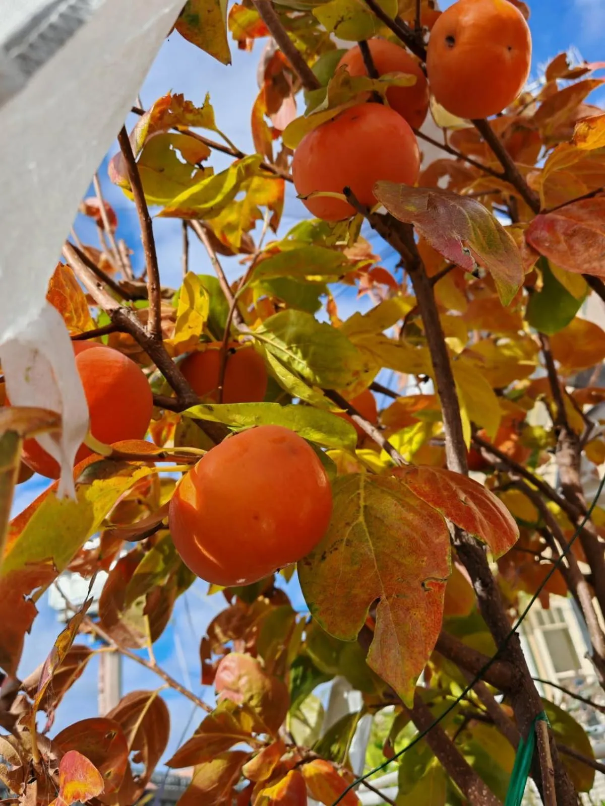 Garden in The Bank Guesthouse Glen Innes