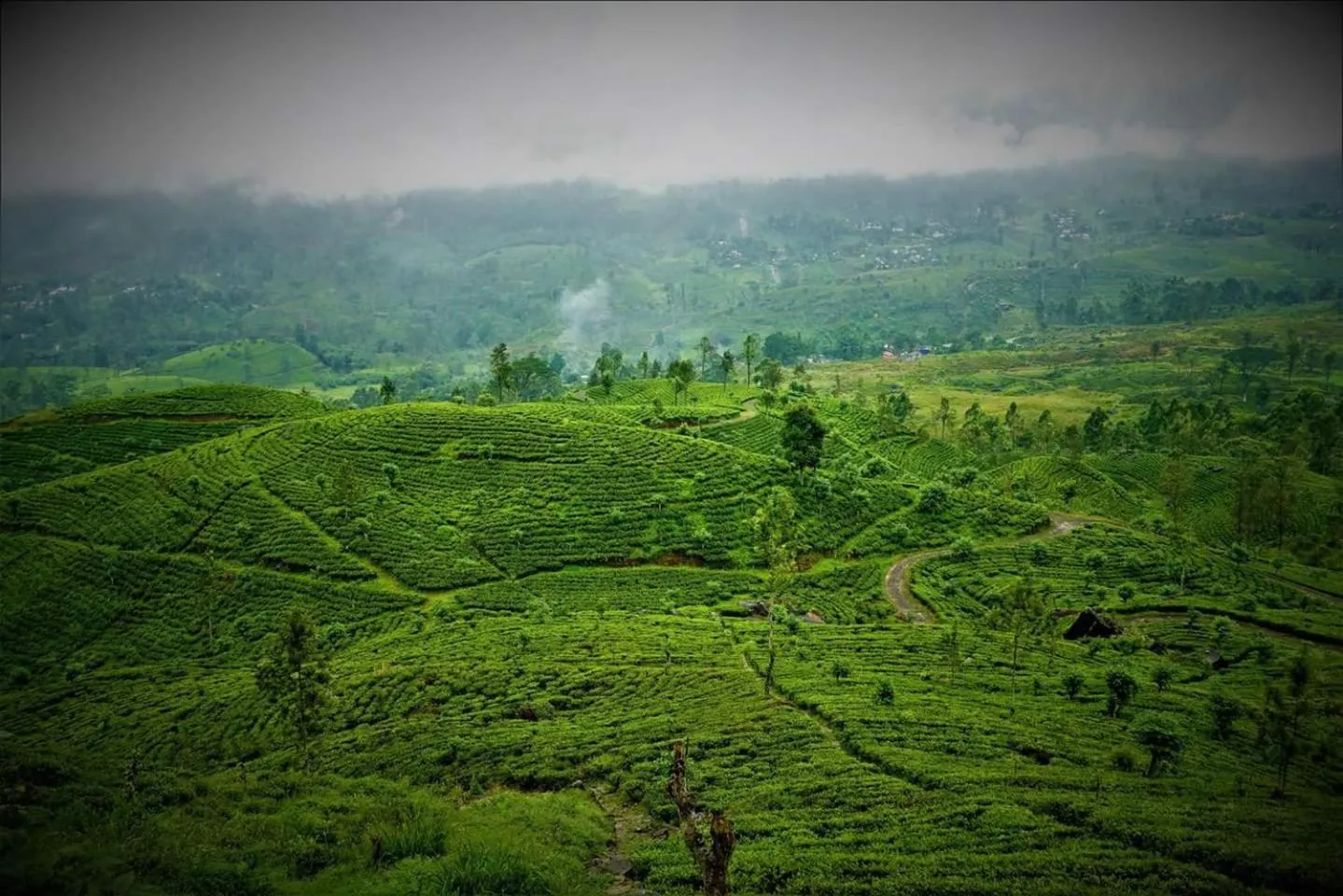 Neighbourhood in Maskeli Oya Family Park