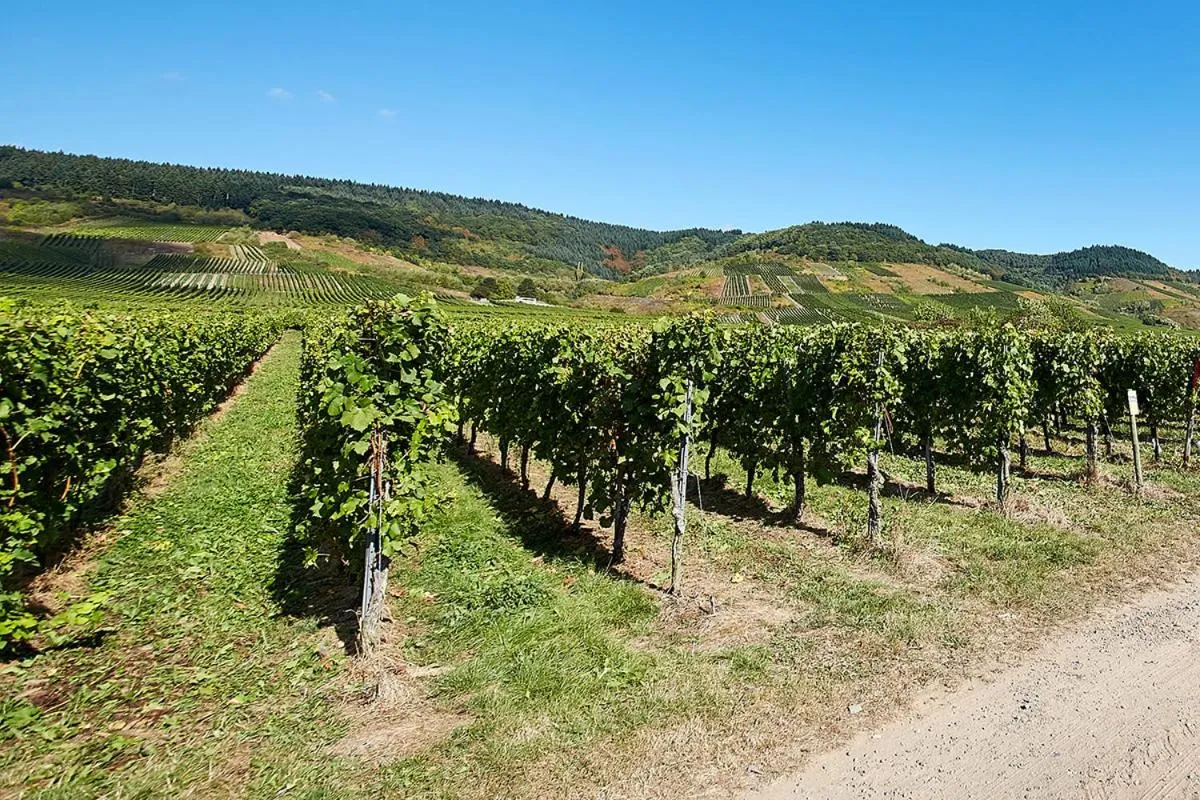 Natural landscape in GästeHaus Auler Hof