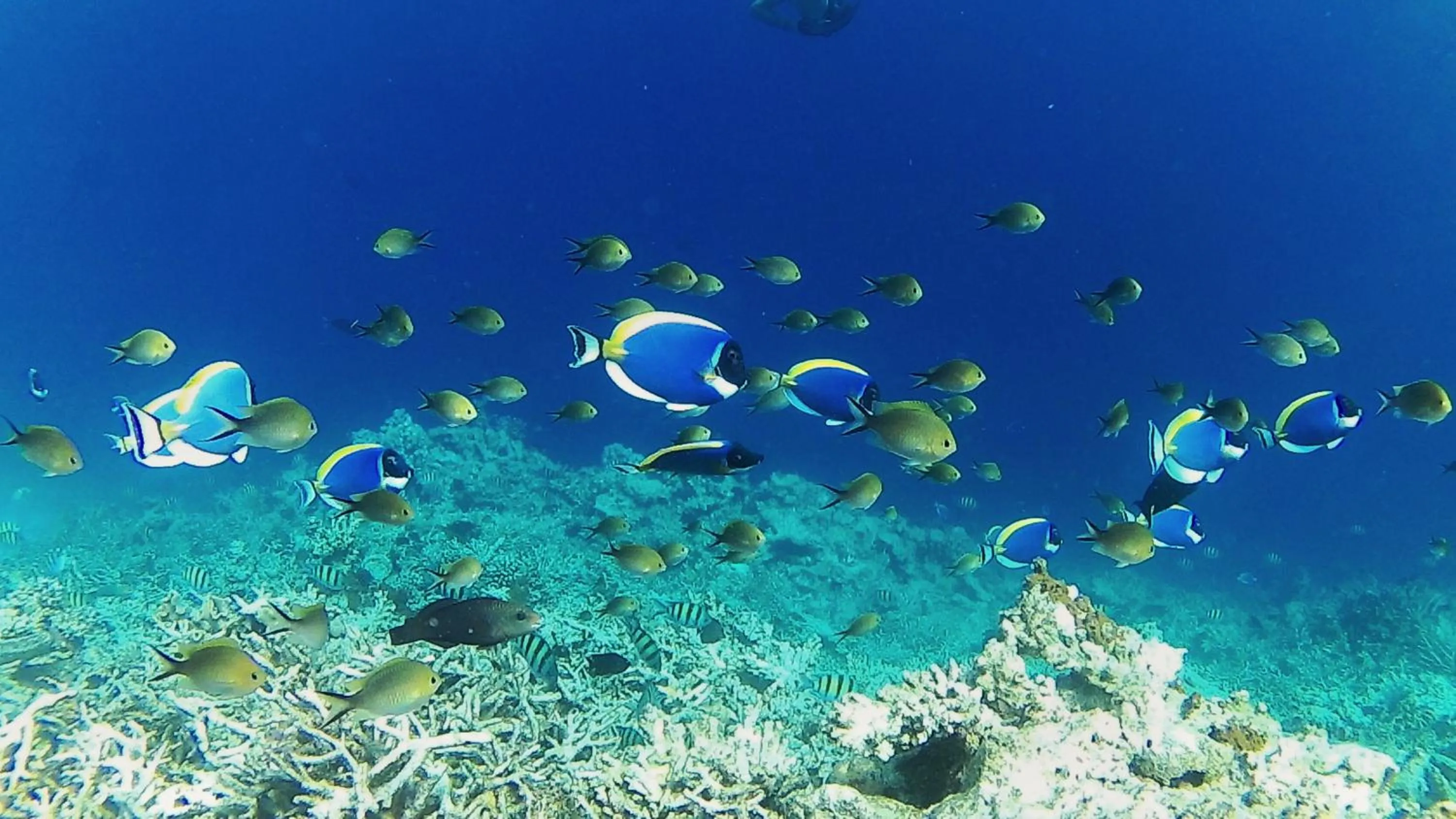 Off site in The Sunrise Huraa