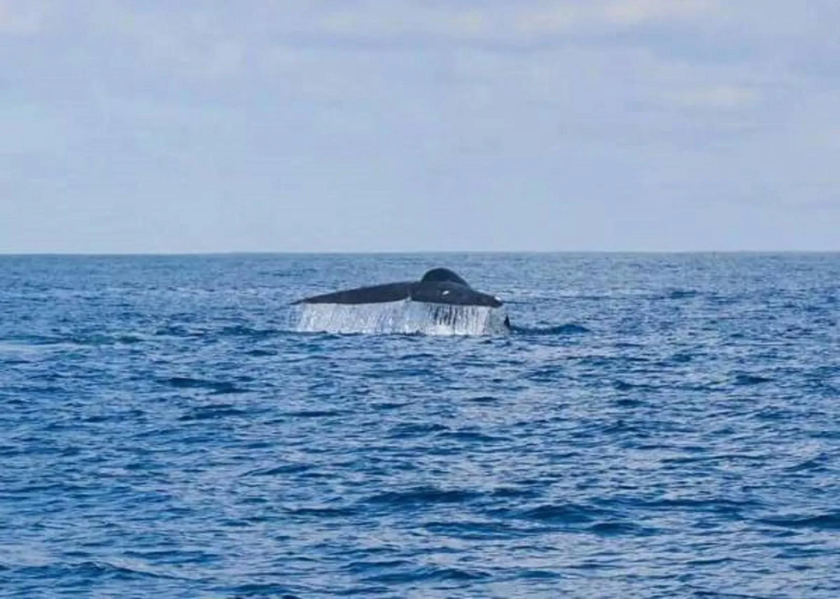 Activities in GG Lodge Mirissa