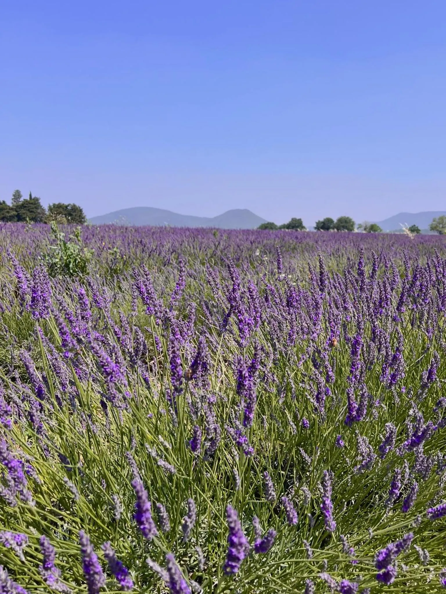 Le Moulin de Montségur