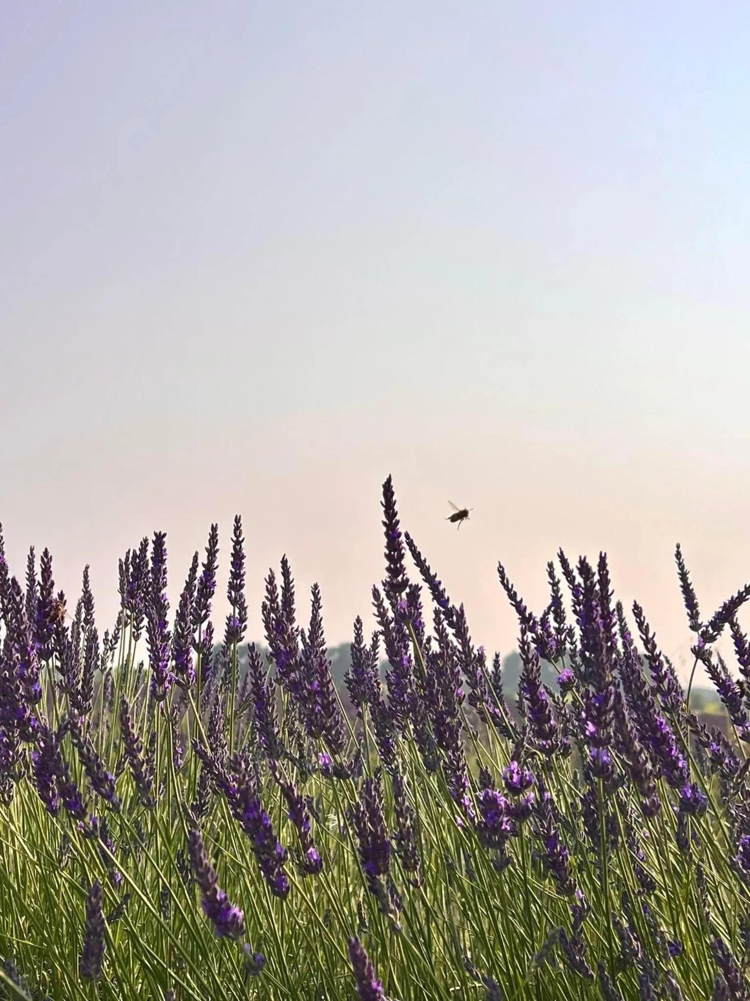 Le Moulin de Montségur