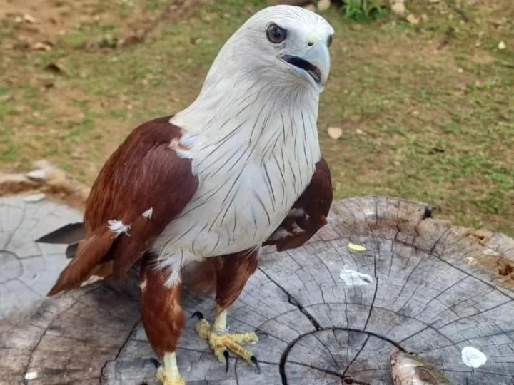 Nature lovers Safari Cottage