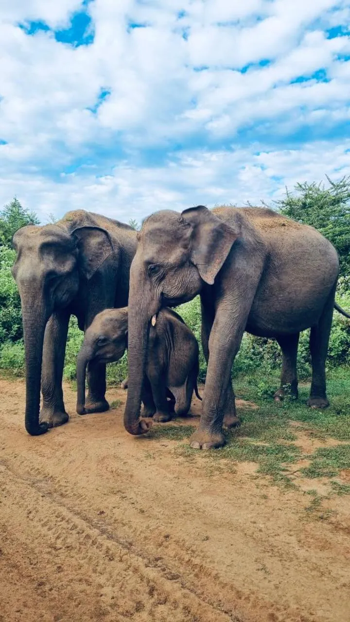 Nature lovers Safari Cottage
