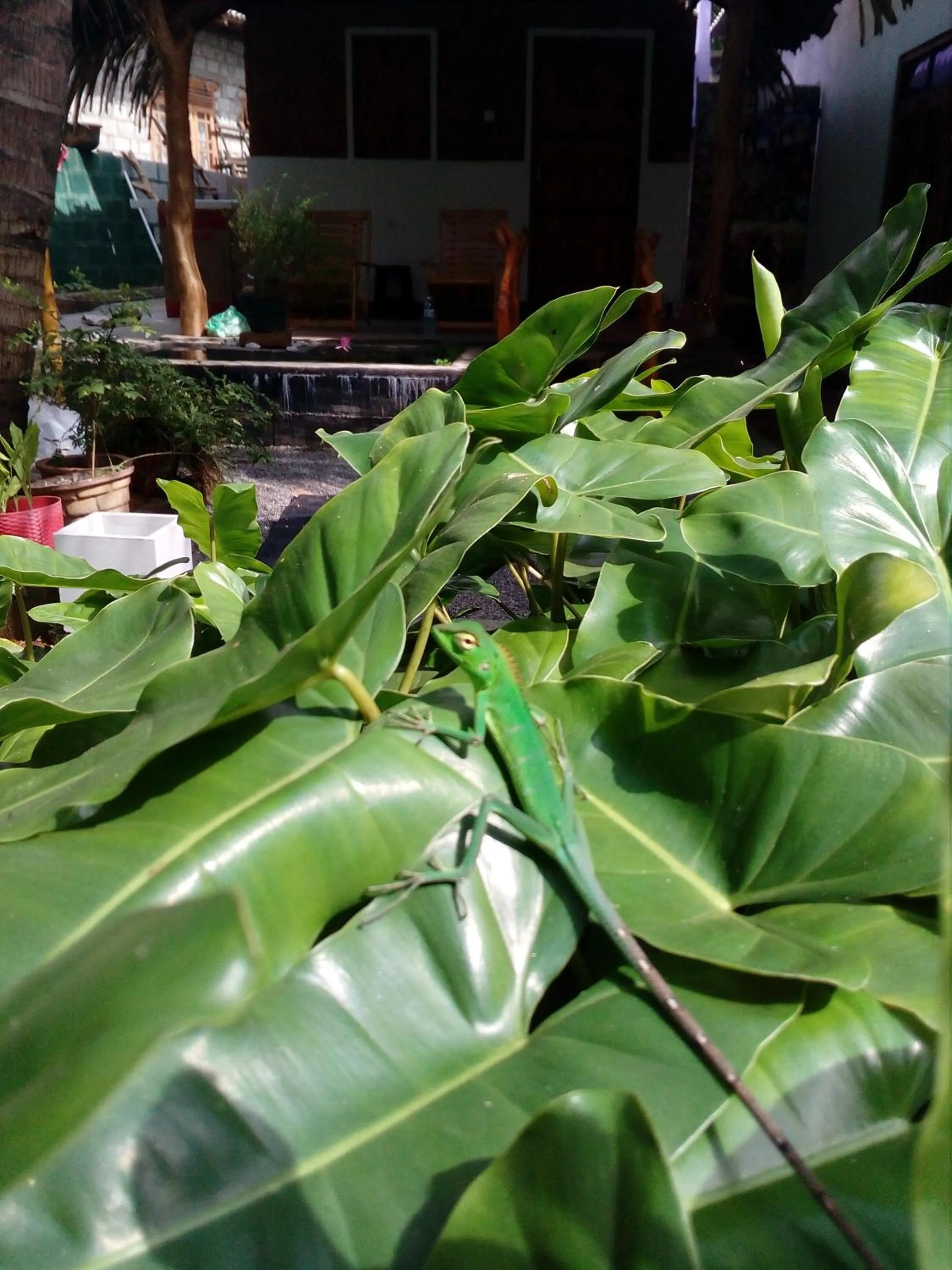 Nature lovers Safari Cottage