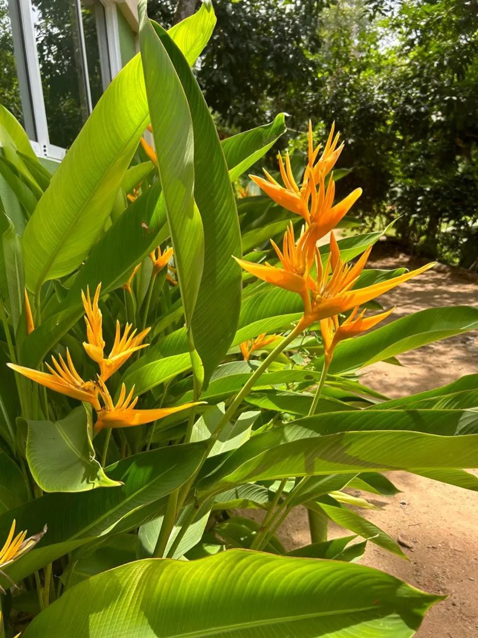 Spring in Range Kandy