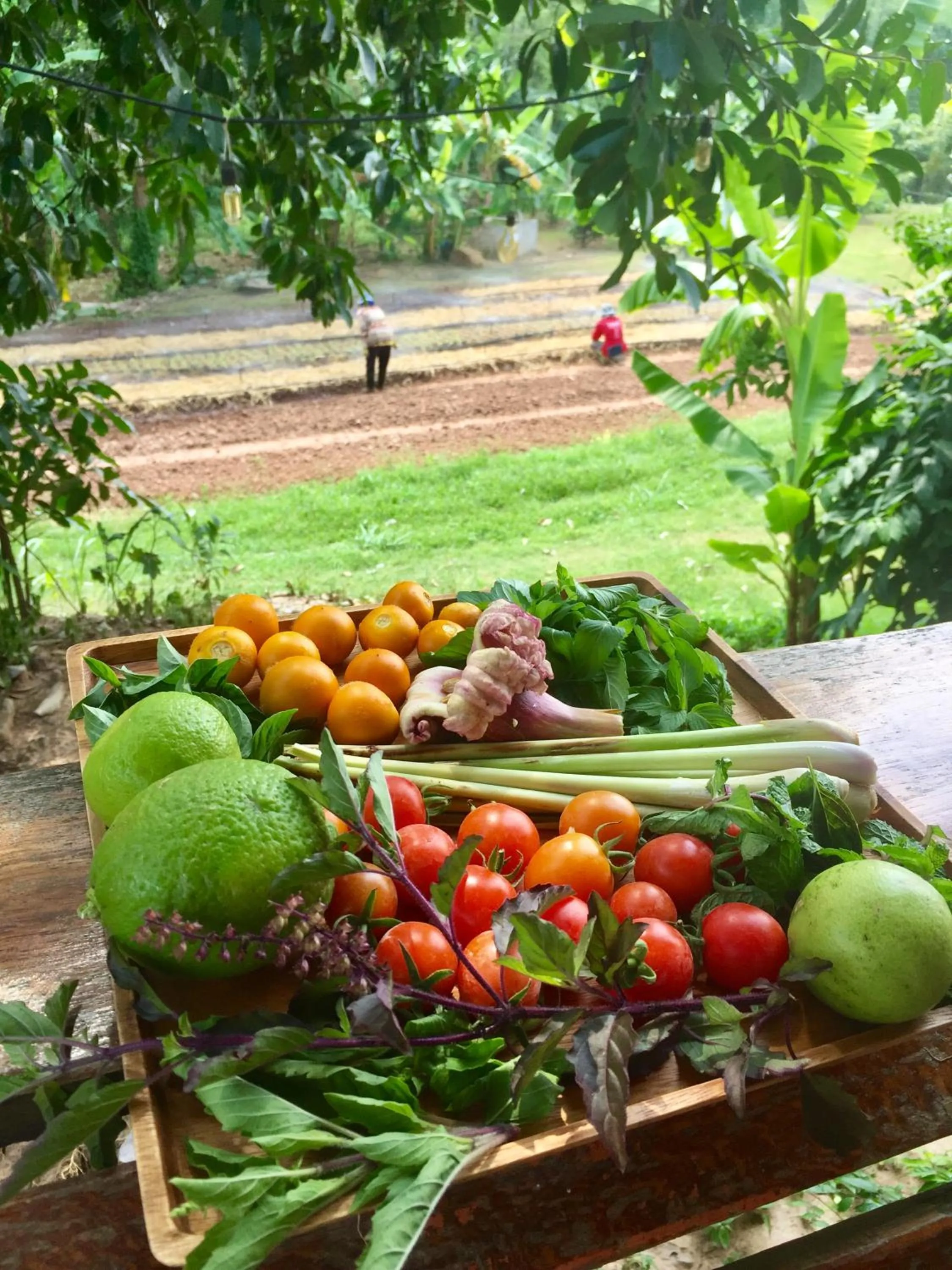 Activities in COOLLiving Farmhouse Organic