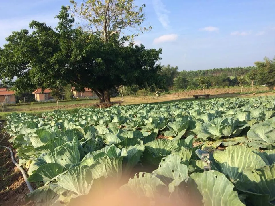Natural landscape in COOLLiving Farmhouse Organic