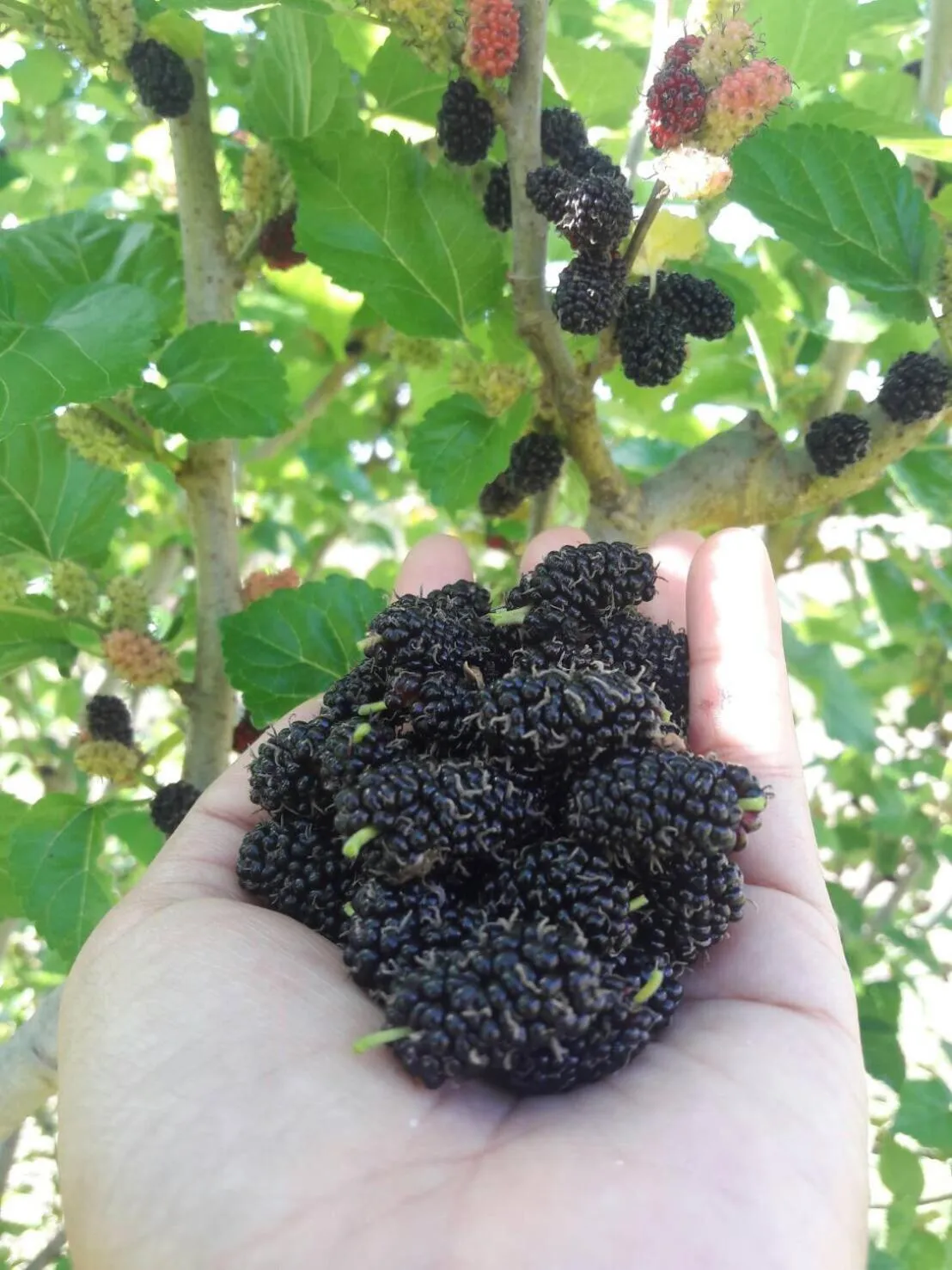 Activities in COOLLiving Farmhouse Organic