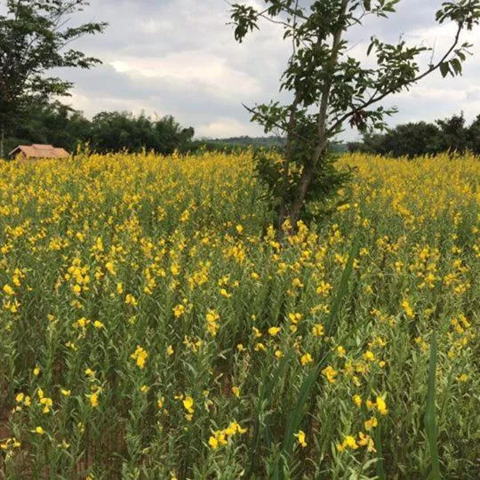 Spring in COOLLiving Farmhouse Organic