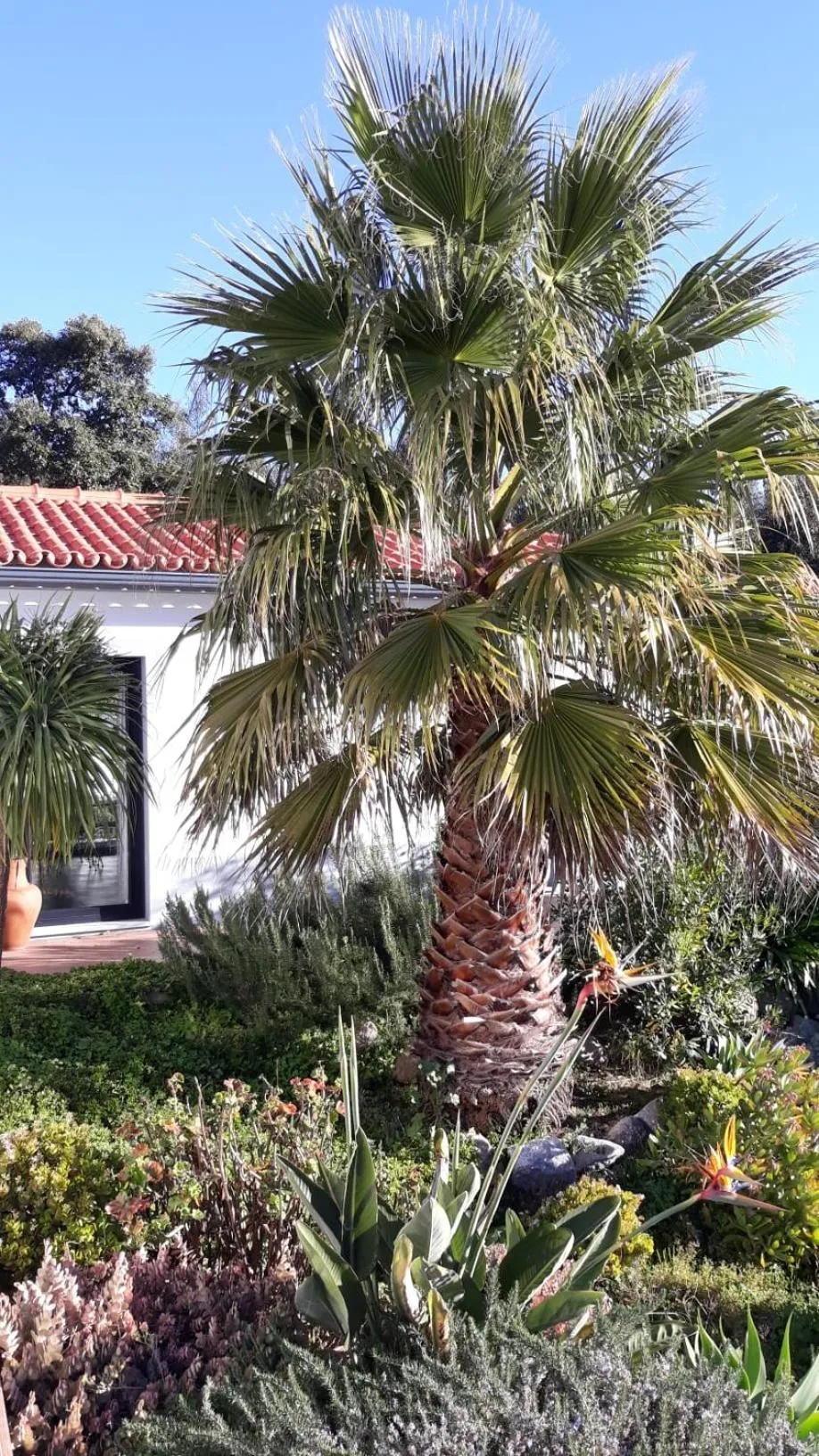 Garden in Pirilampo