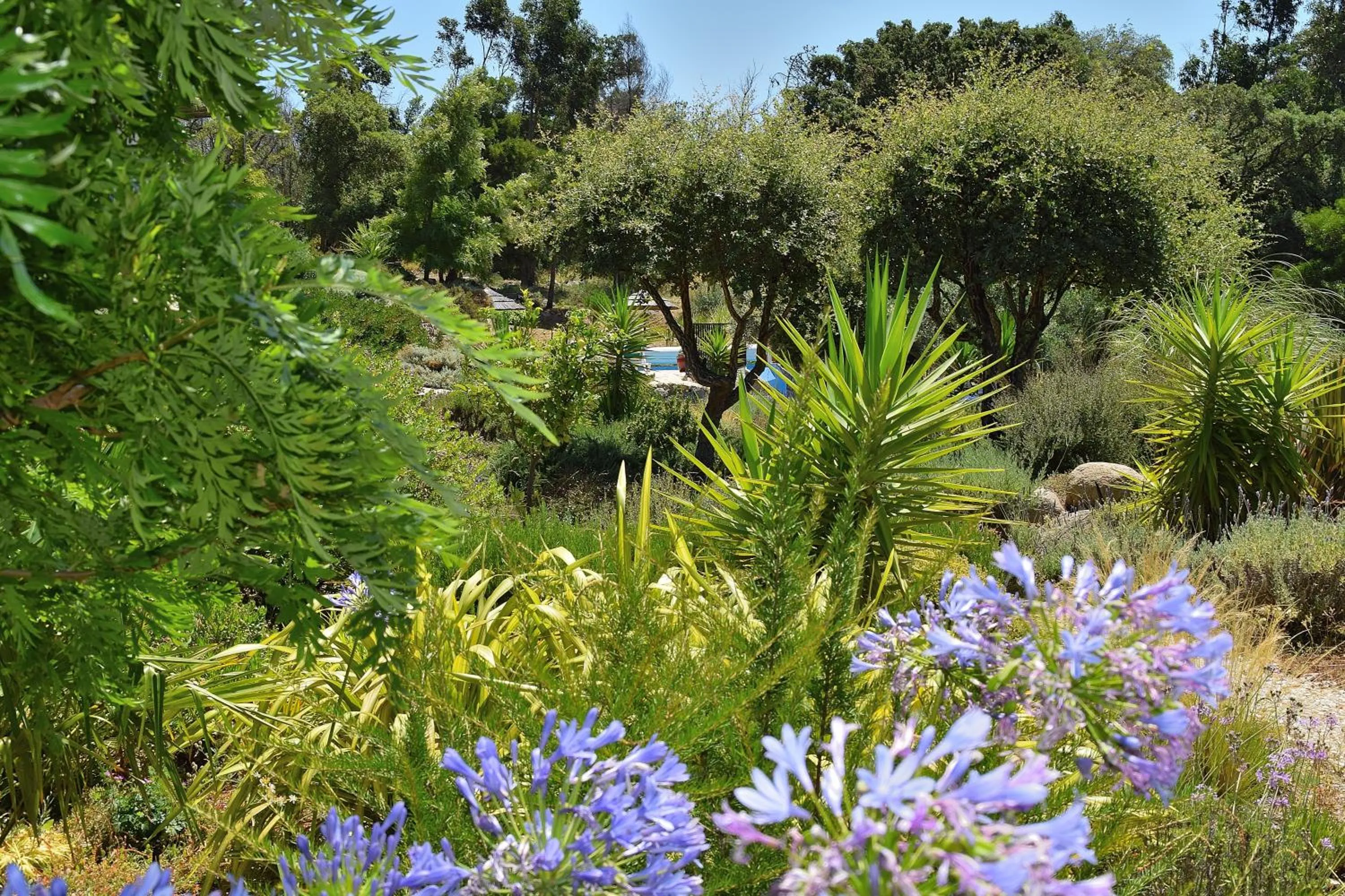 Garden in Pirilampo
