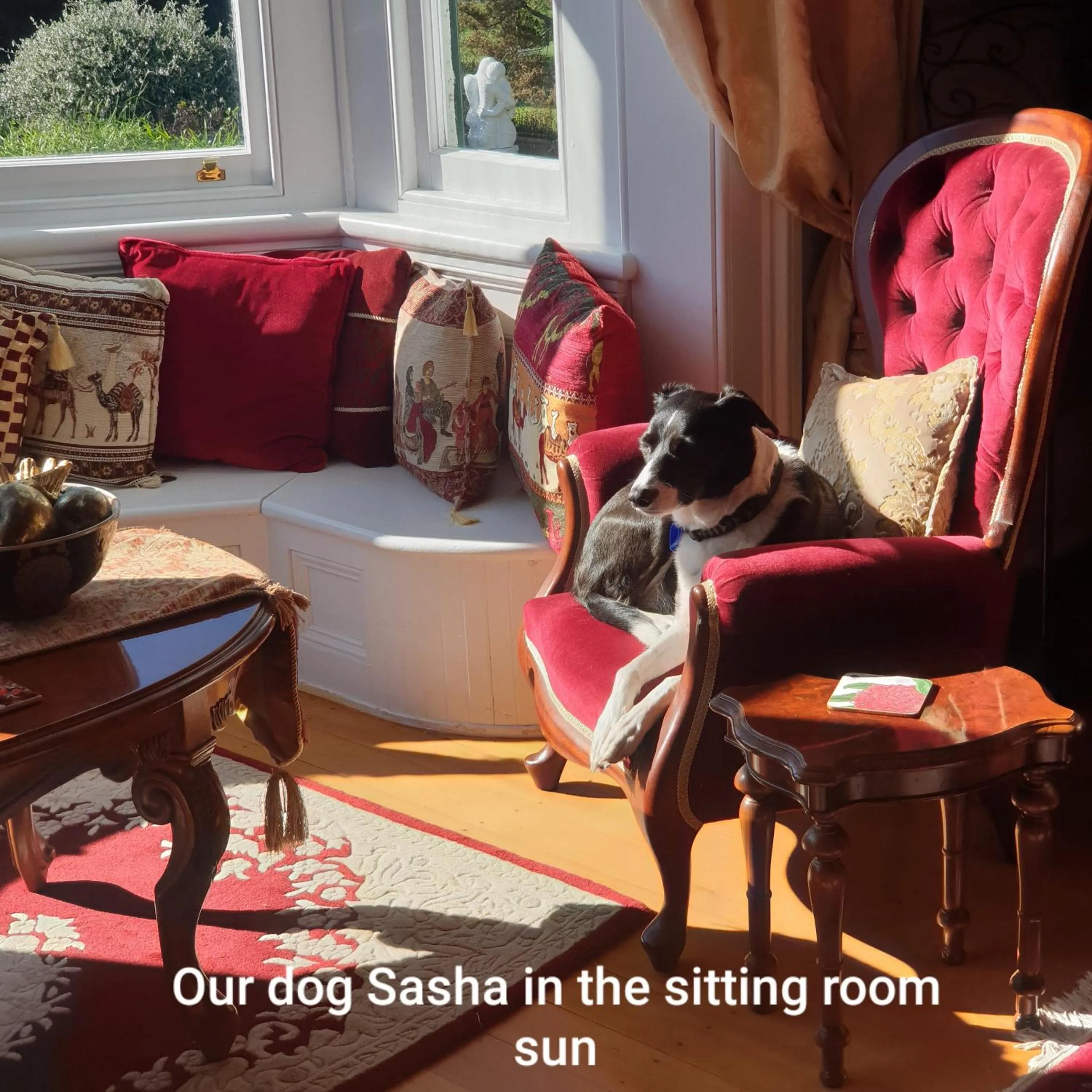 Pets in Ashcott Homestead Bed & Breakfast