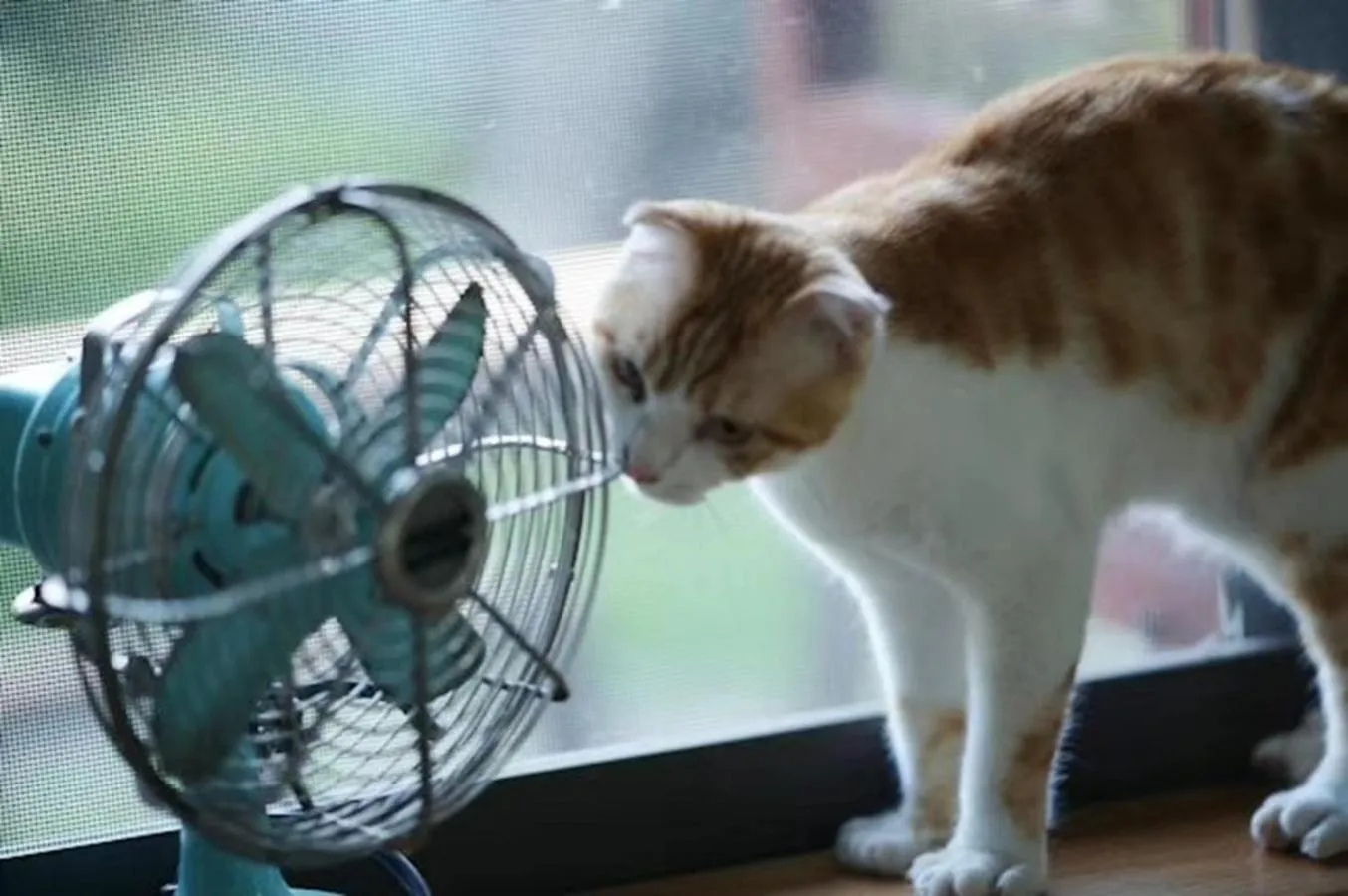 Pets in Pure-Land Villa