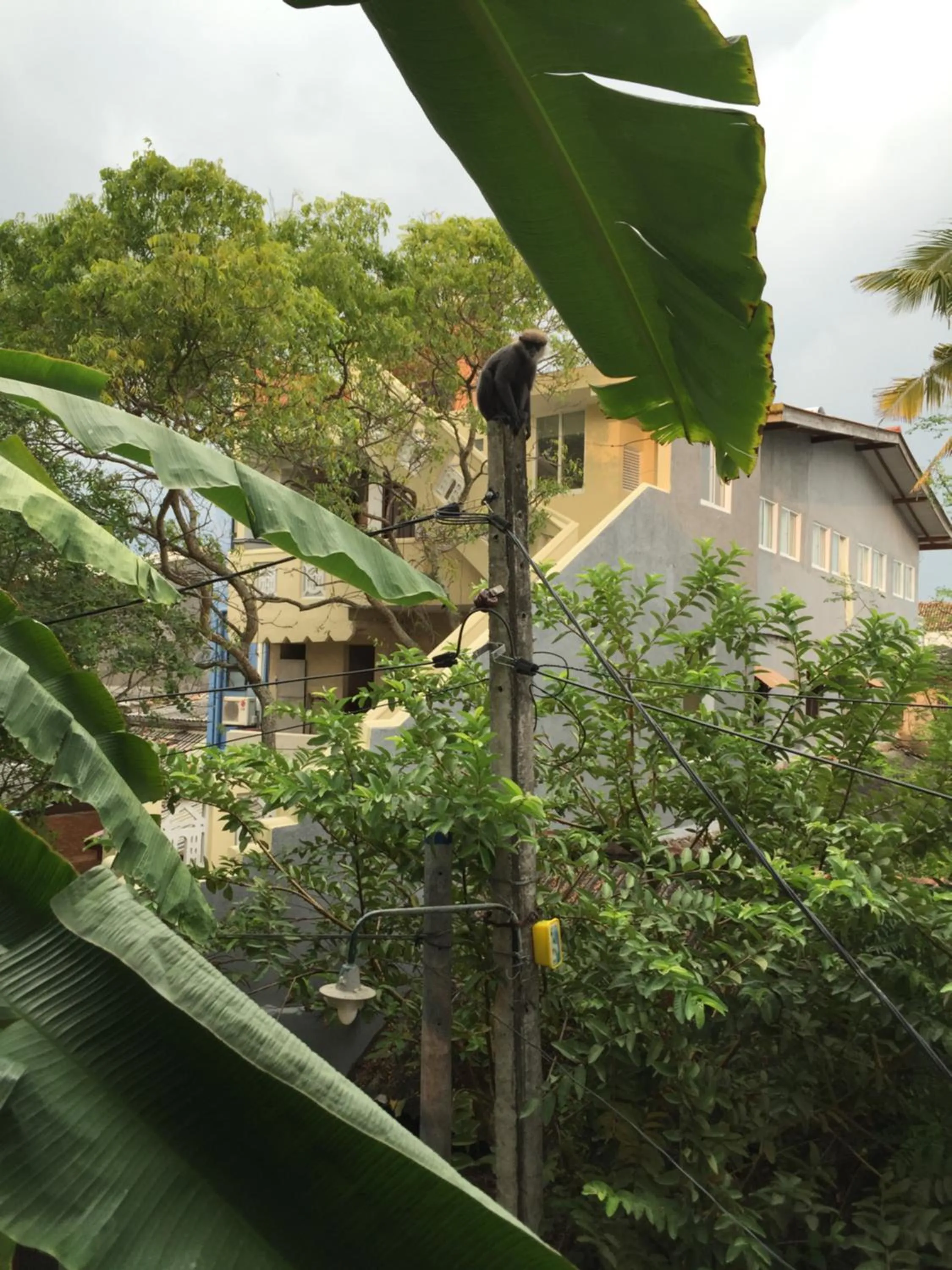 Animals in Fort Heaven - Galle Fort