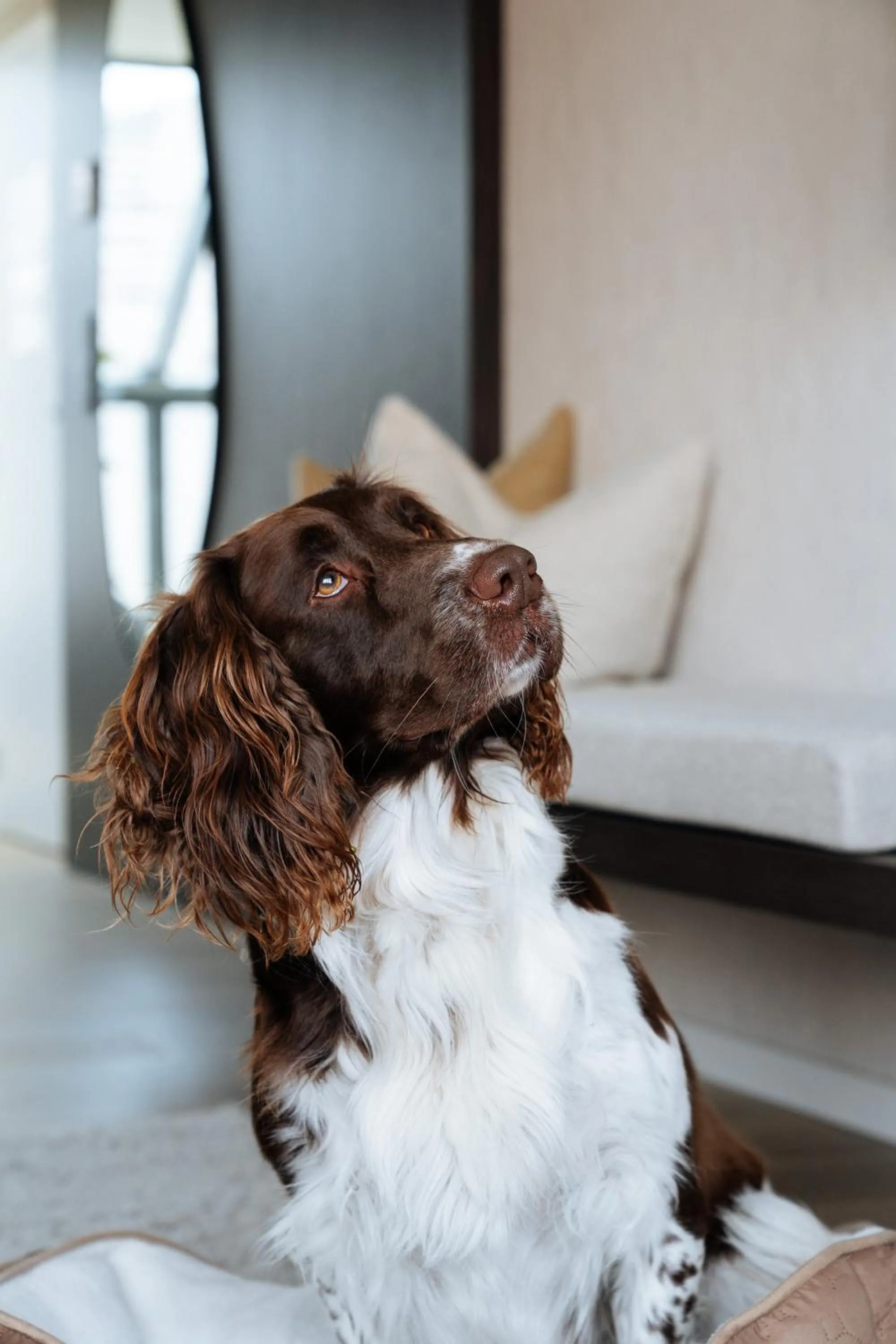 Pets in Cosmopolite Hotel Nieuwpoort-Bad