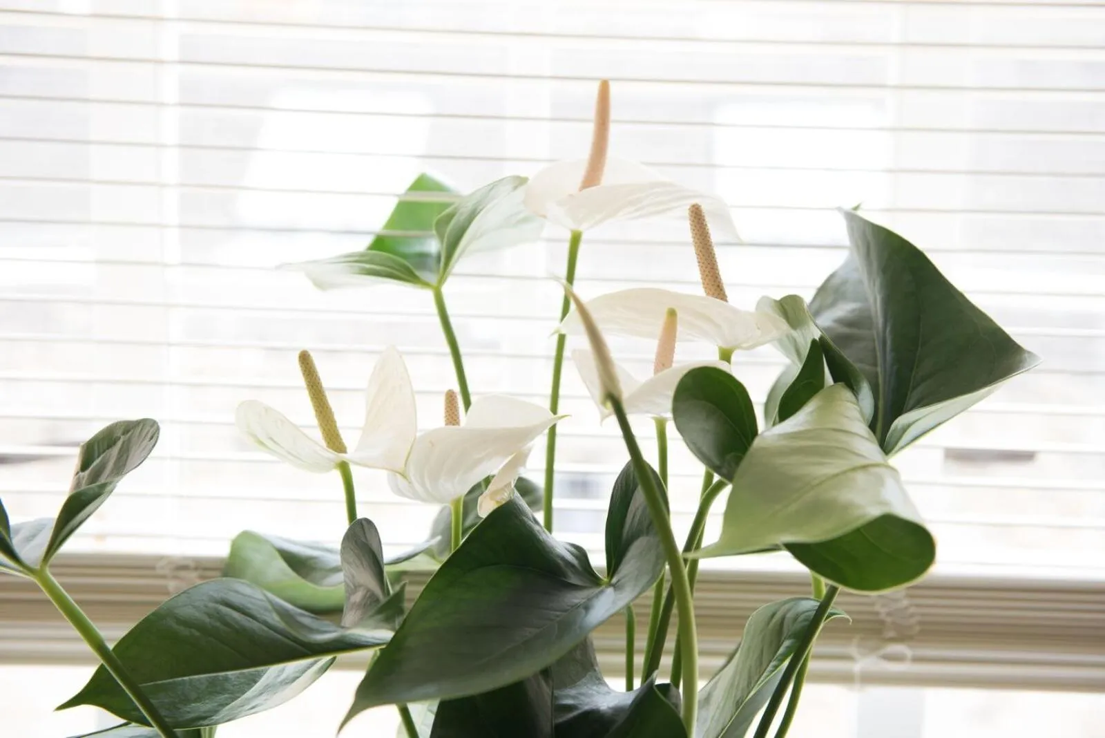 The Lodge at Broadway