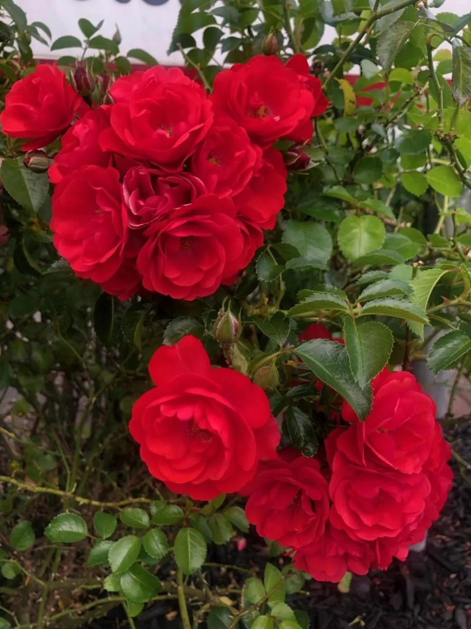 Garden in Rosetown Motel