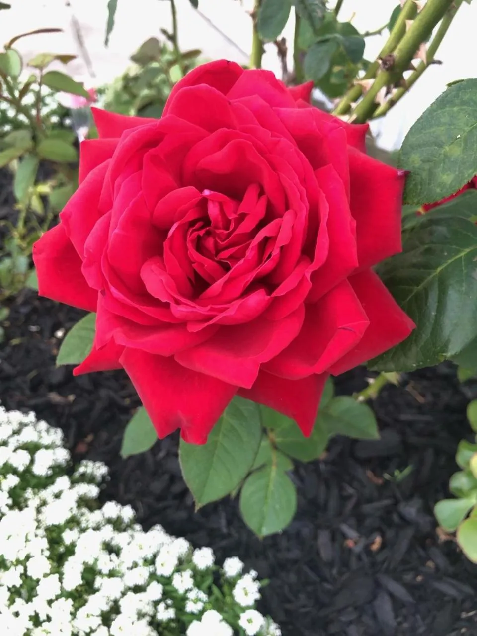 Garden in Rosetown Motel