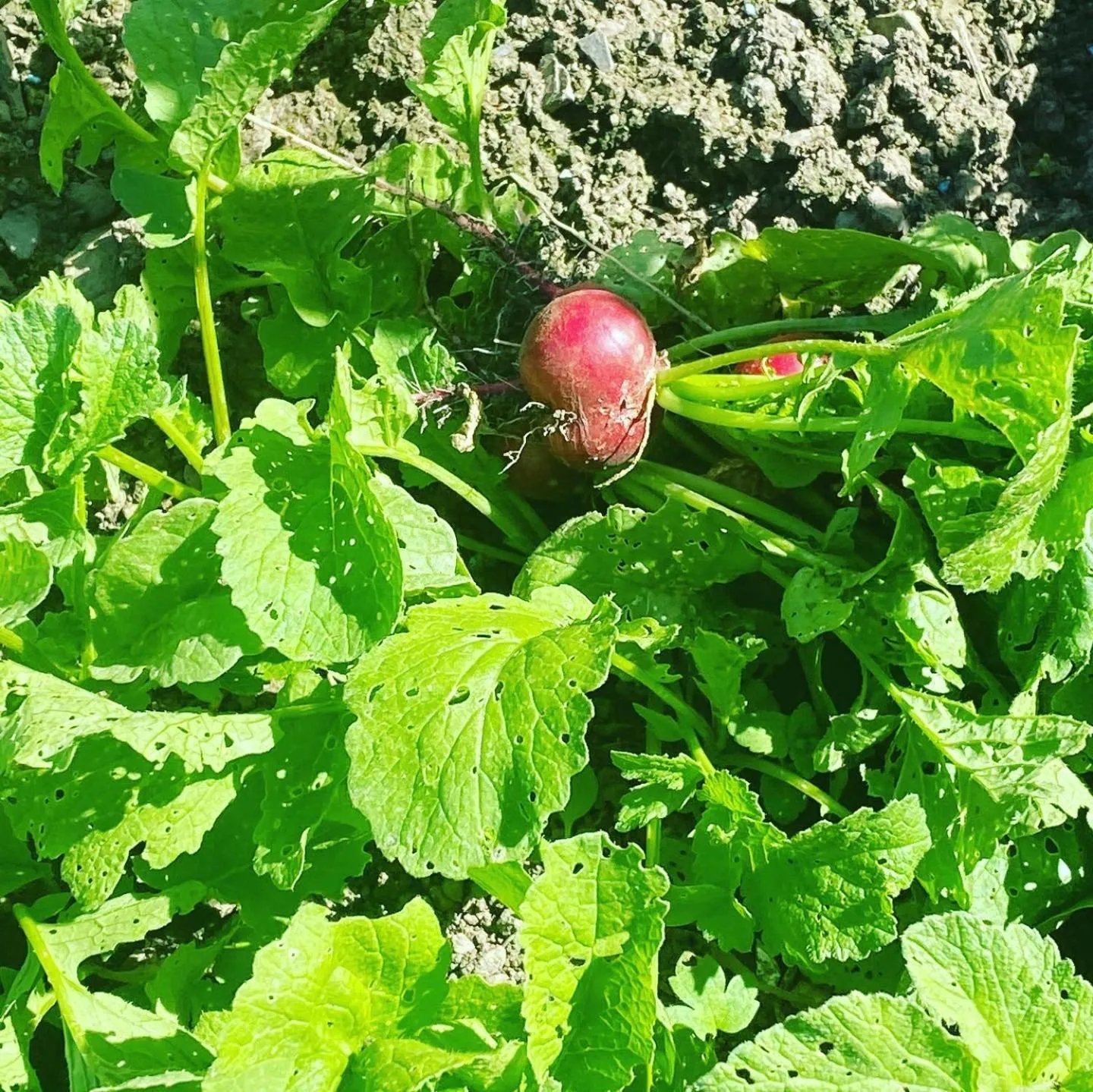 Dinner in Auberge Le Relais